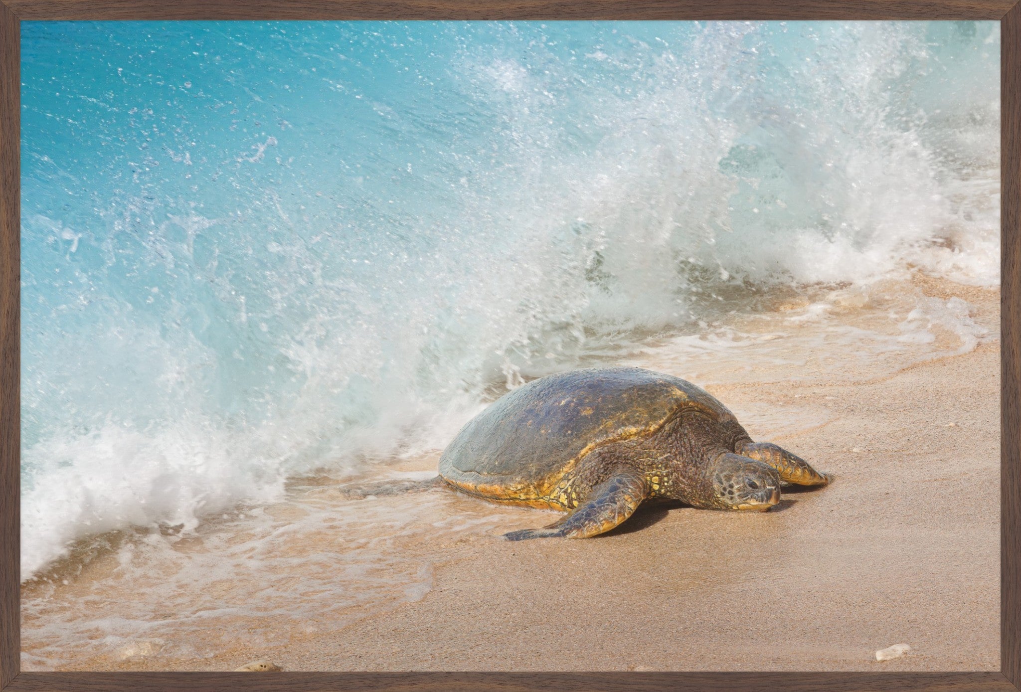 Honu Wave – Hawaiian Sea Turtle Fine Art Print