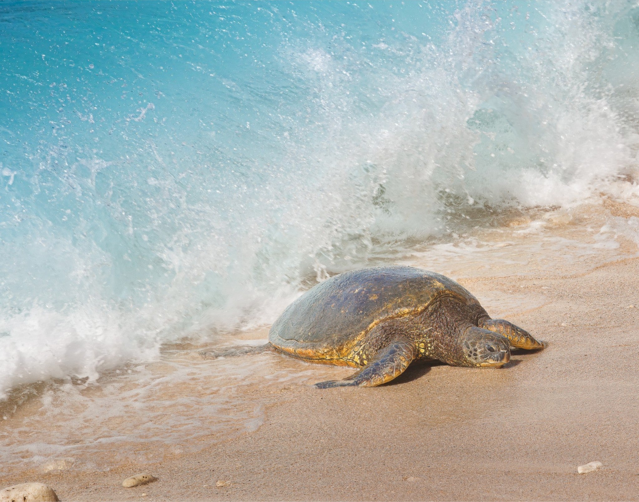 Honu Wave – Hawaiian Sea Turtle Fine Art Print