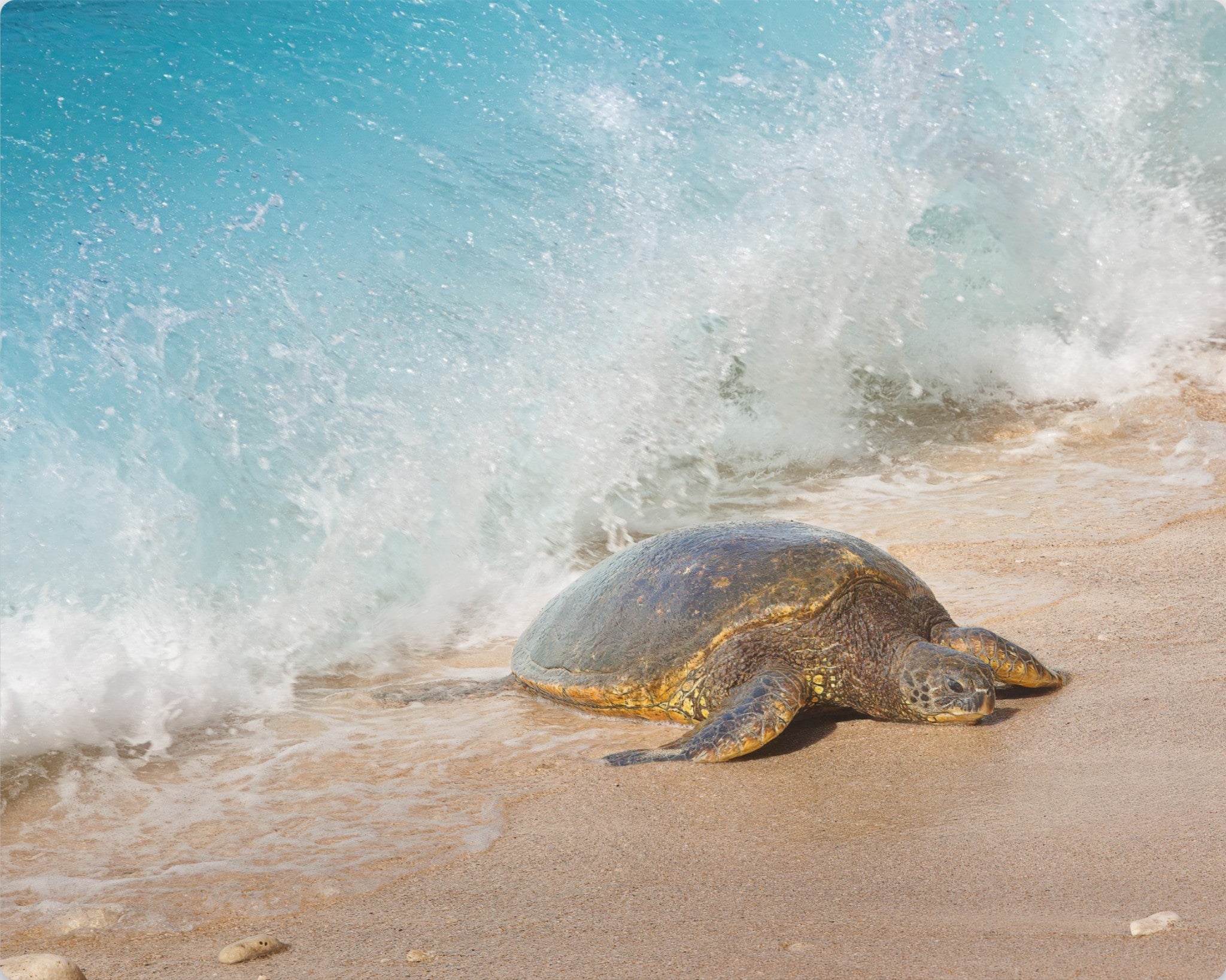 Honu Wave – Hawaiian Sea Turtle Fine Art Print