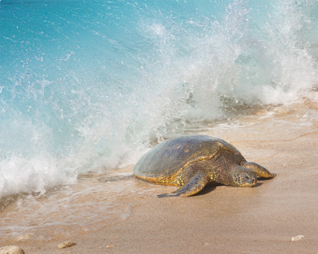 Honu Wave – Hawaiian Sea Turtle Fine Art Print