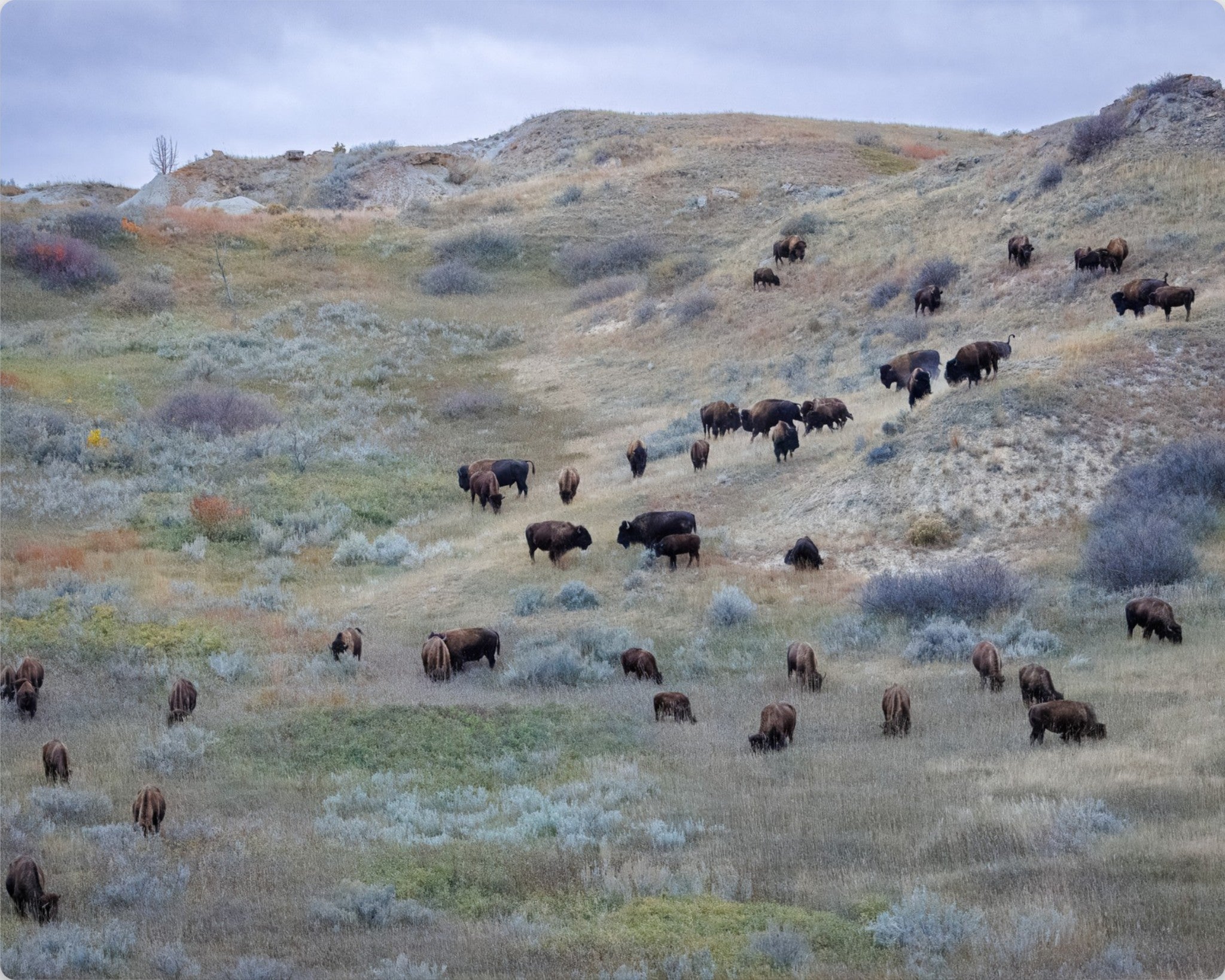 Sage & Violet Hills – Wild Bison Fine Art Print