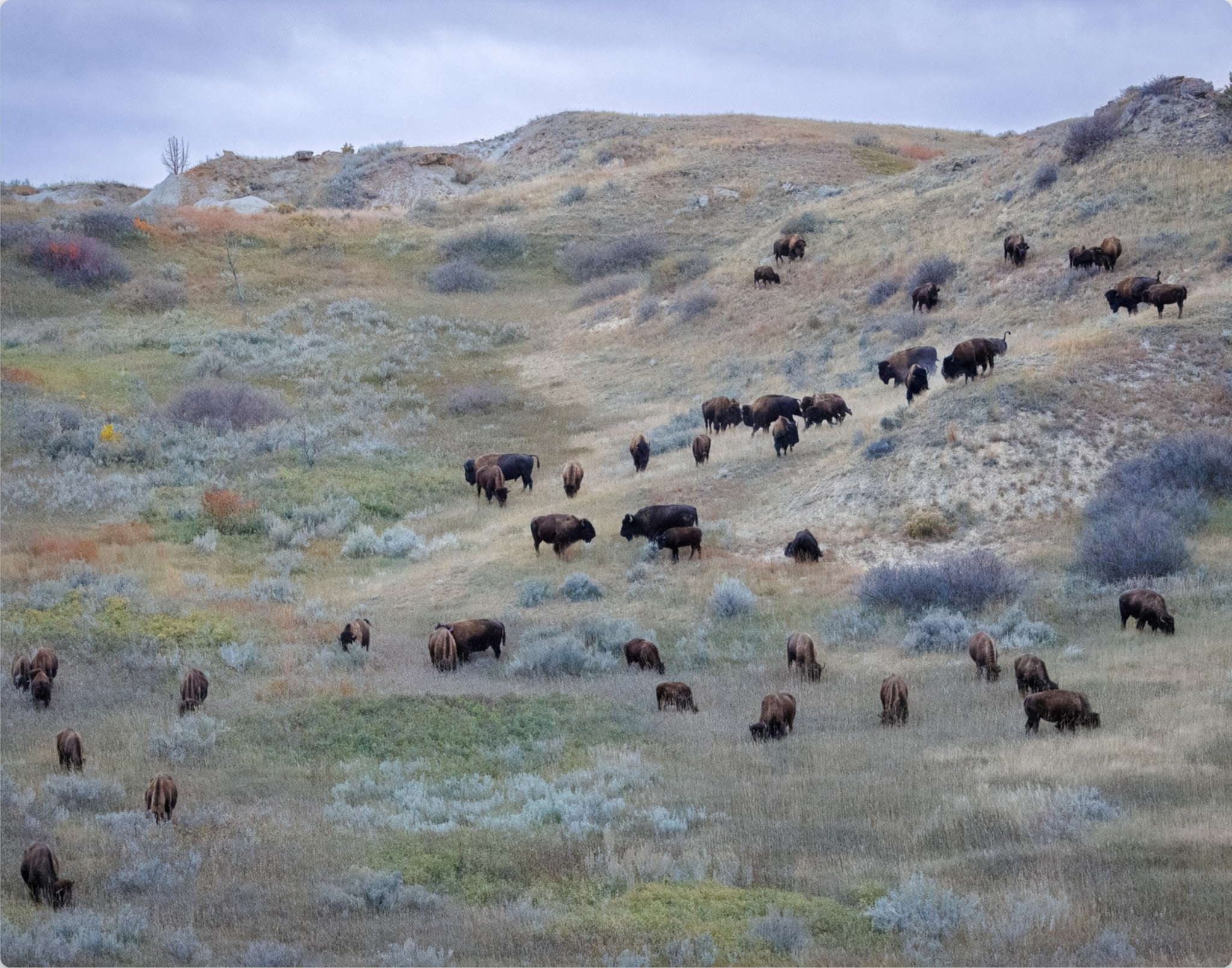 Sage & Violet Hills – Wild Bison Fine Art Print