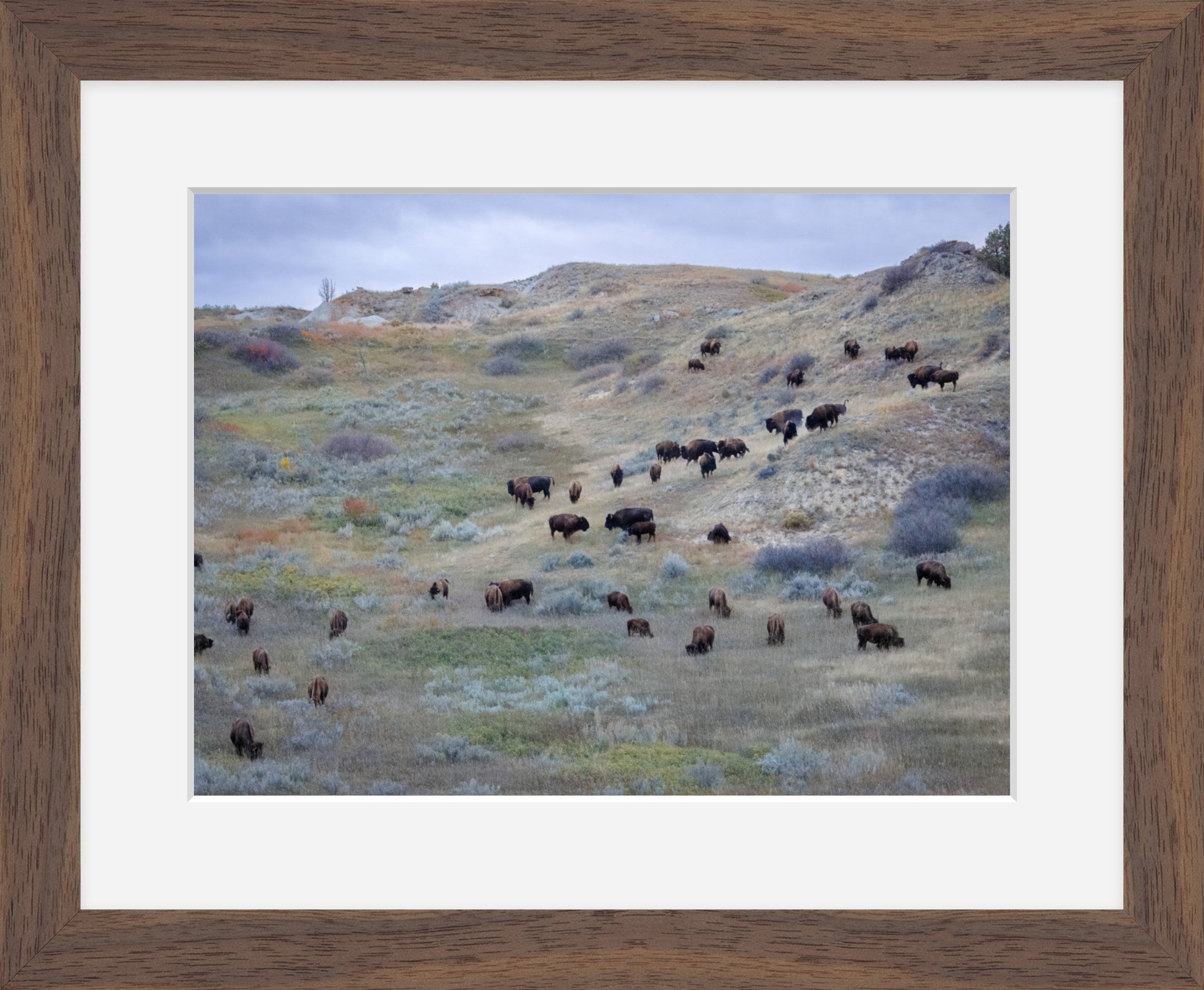 Sage & Violet Hills – Wild Bison Fine Art Print