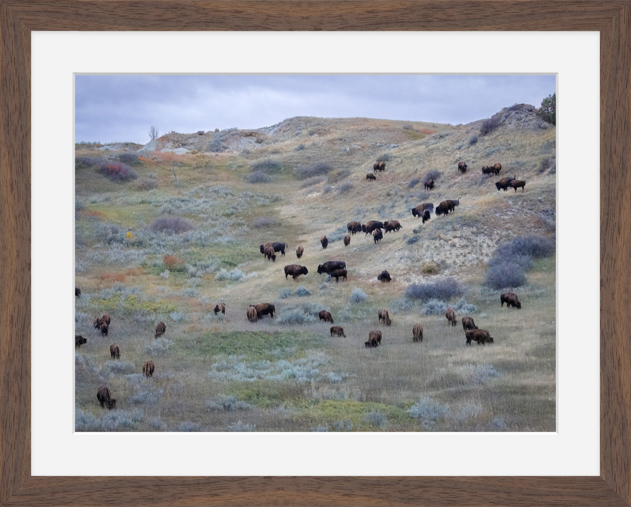 Sage & Violet Hills – Wild Bison Fine Art Print