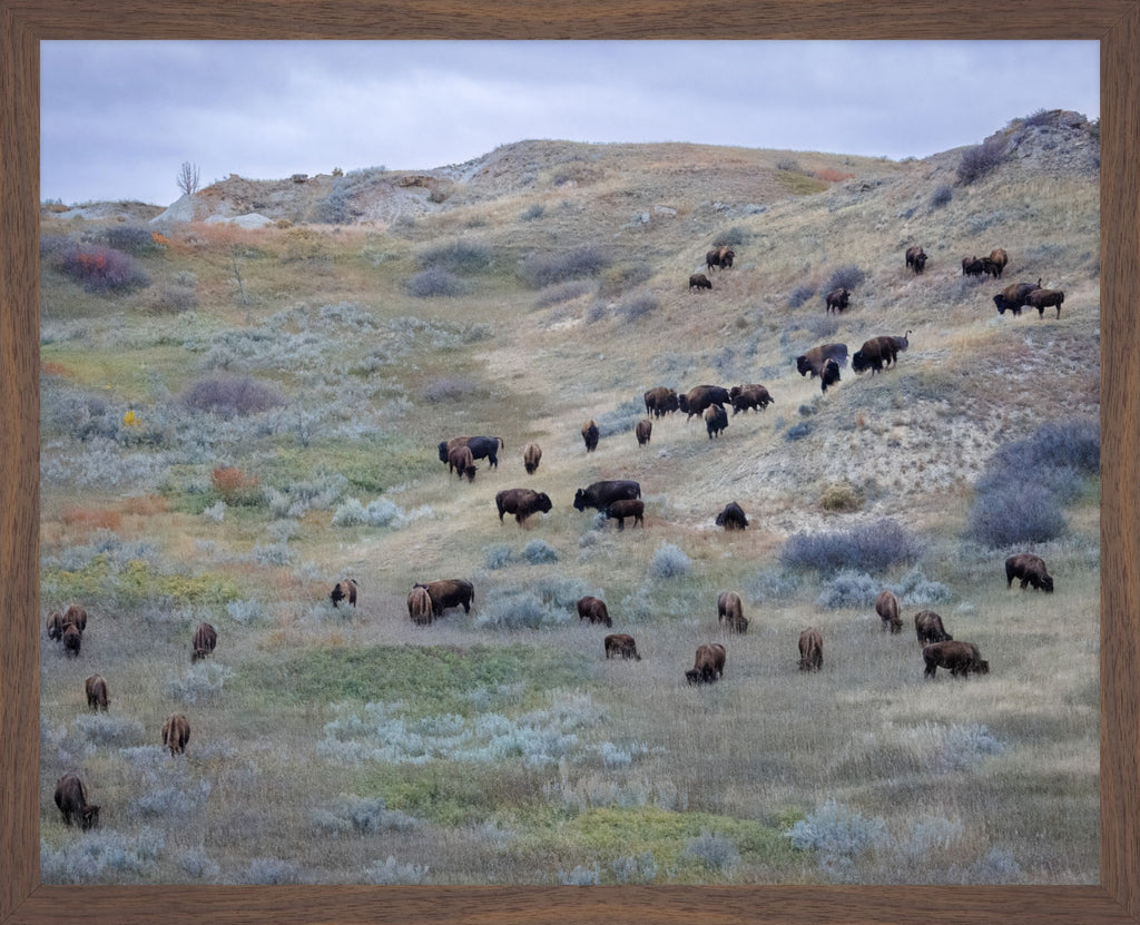 Sage & Violet Hills – Wild Bison Fine Art Print