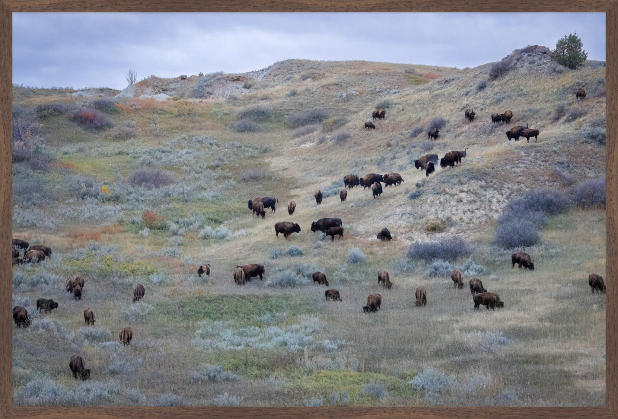 Sage & Violet Hills – Wild Bison Fine Art Print