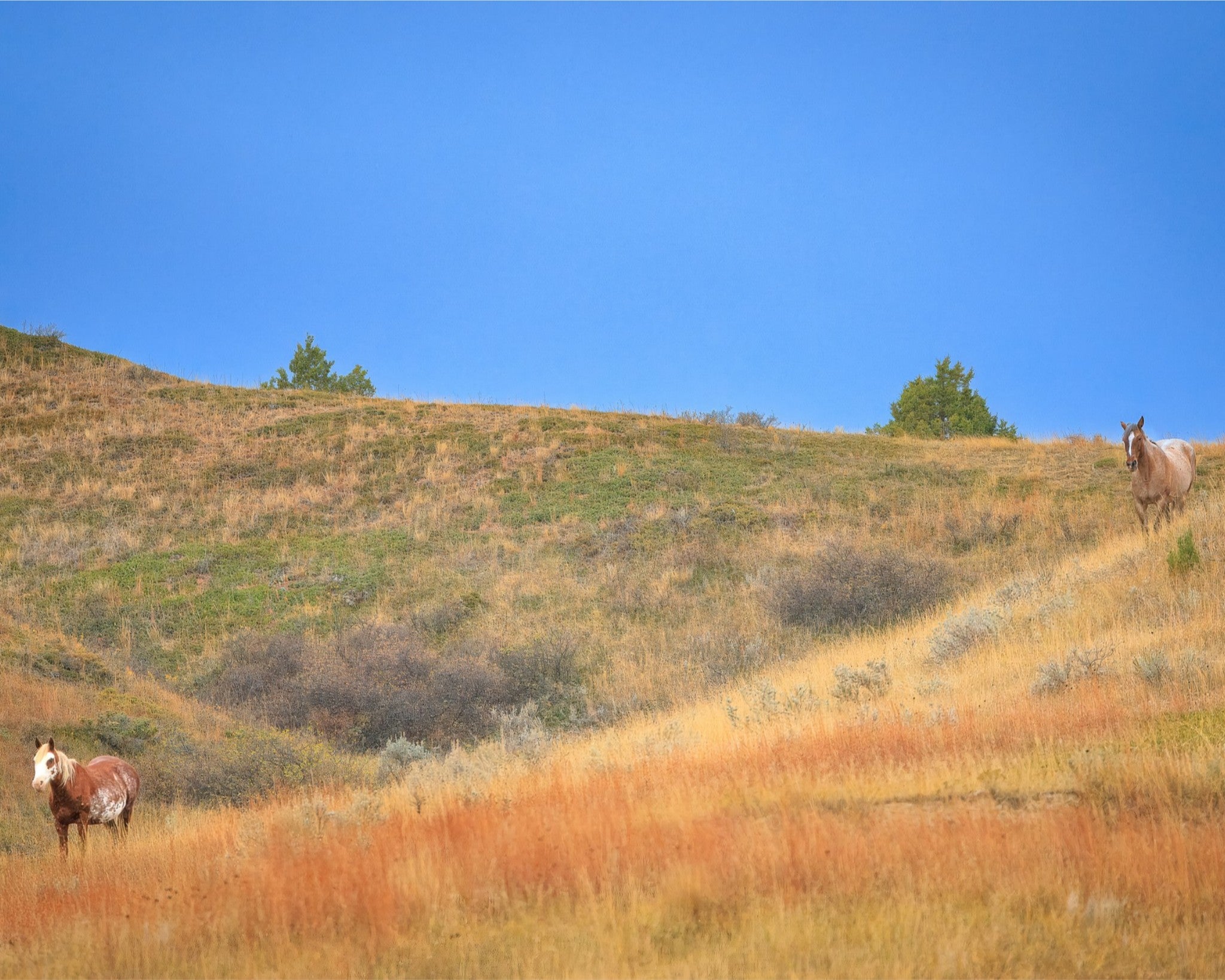 Untamed Spirits | North Dakota Wild Horses | Fine Art Print