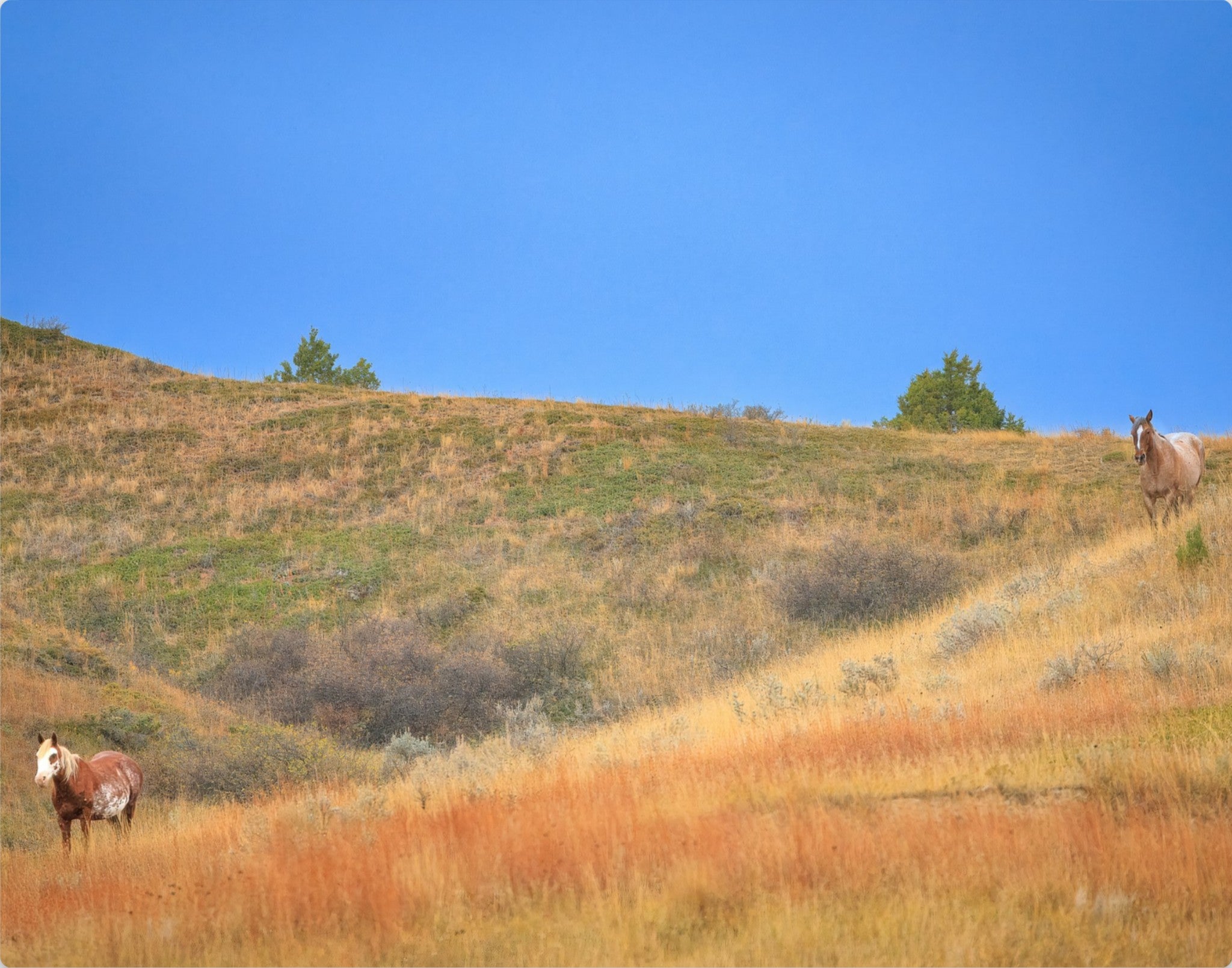 Untamed Spirits | North Dakota Wild Horses | Fine Art Print