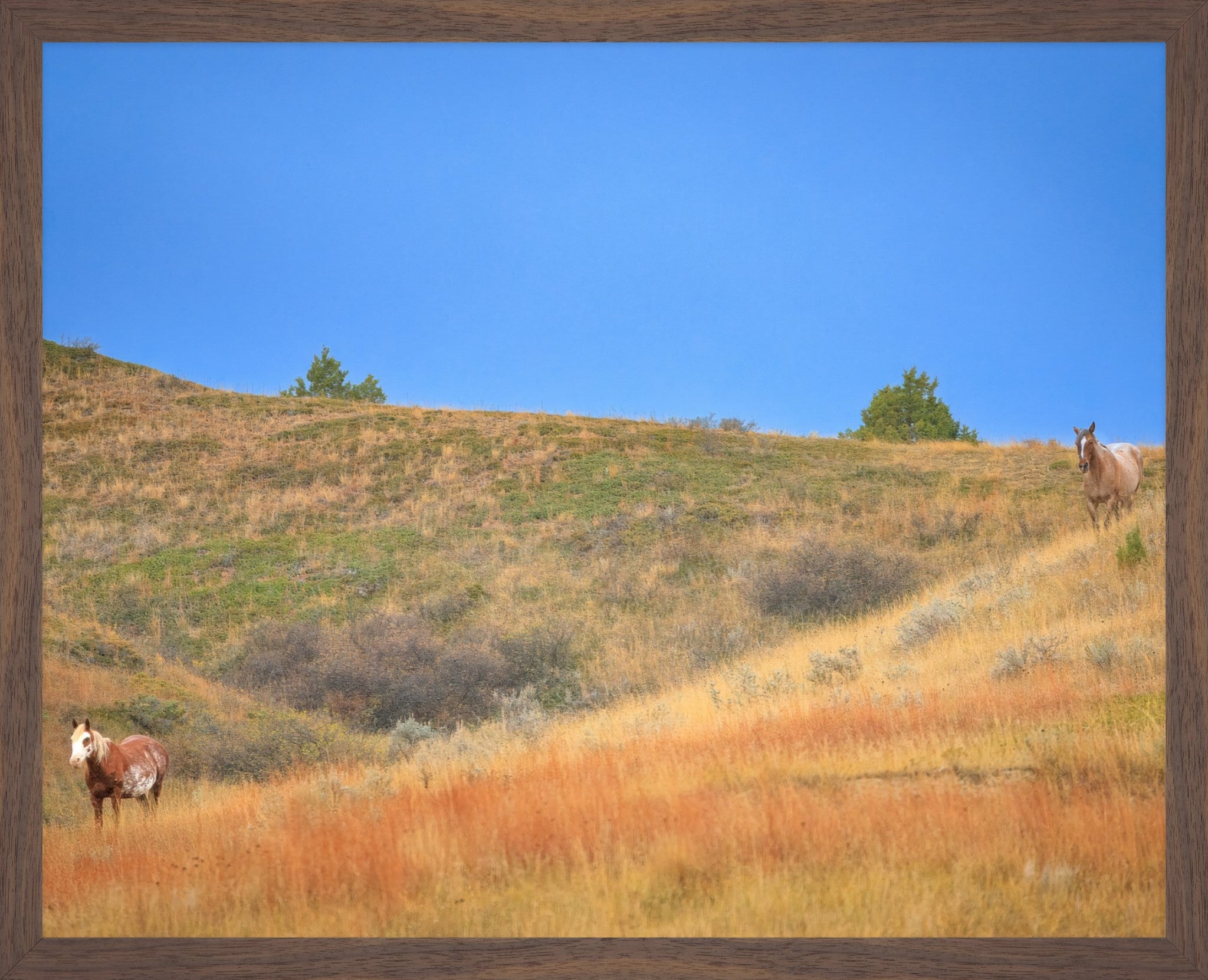 Untamed Spirits | North Dakota Wild Horses | Fine Art Print