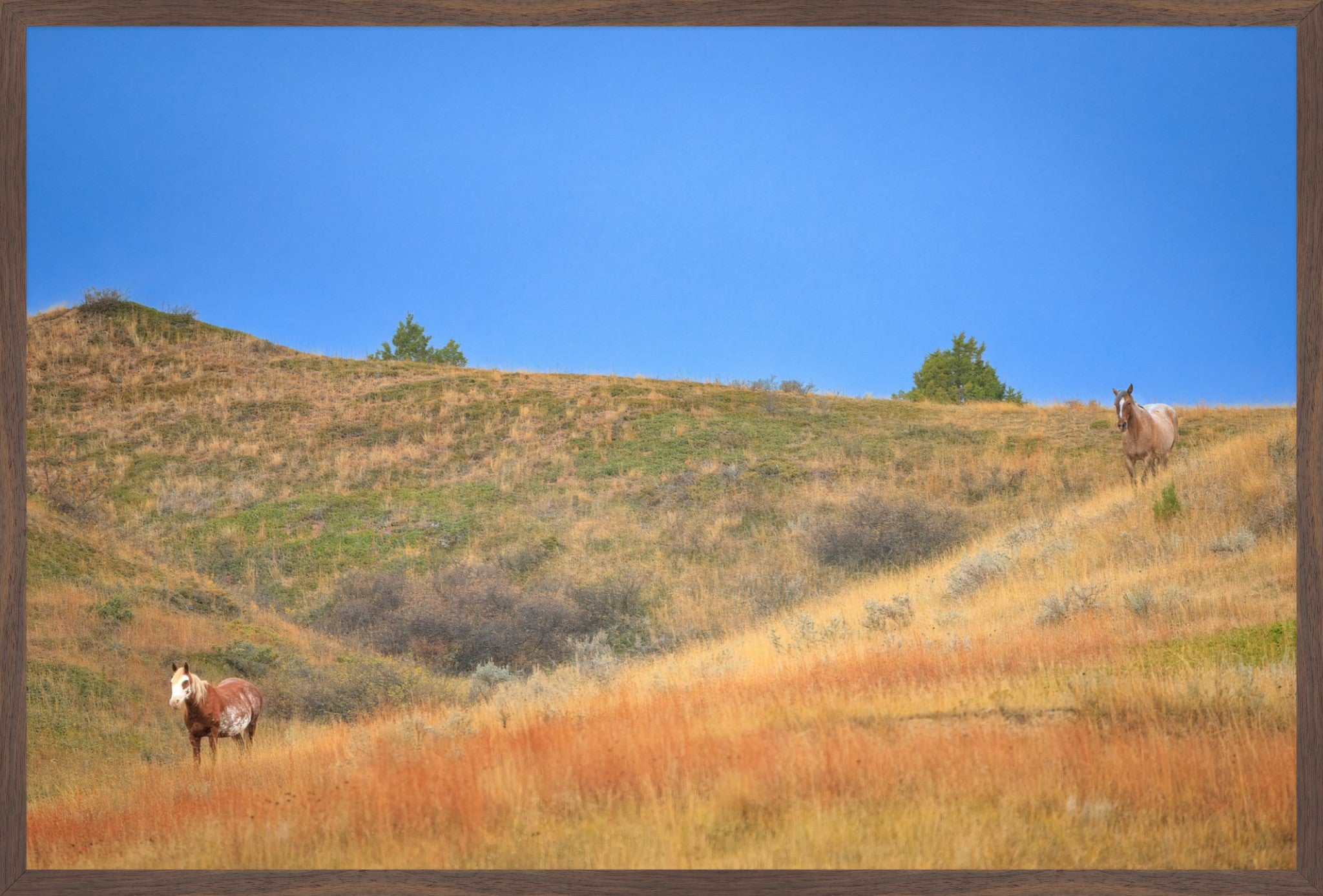 Untamed Spirits | North Dakota Wild Horses | Fine Art Print