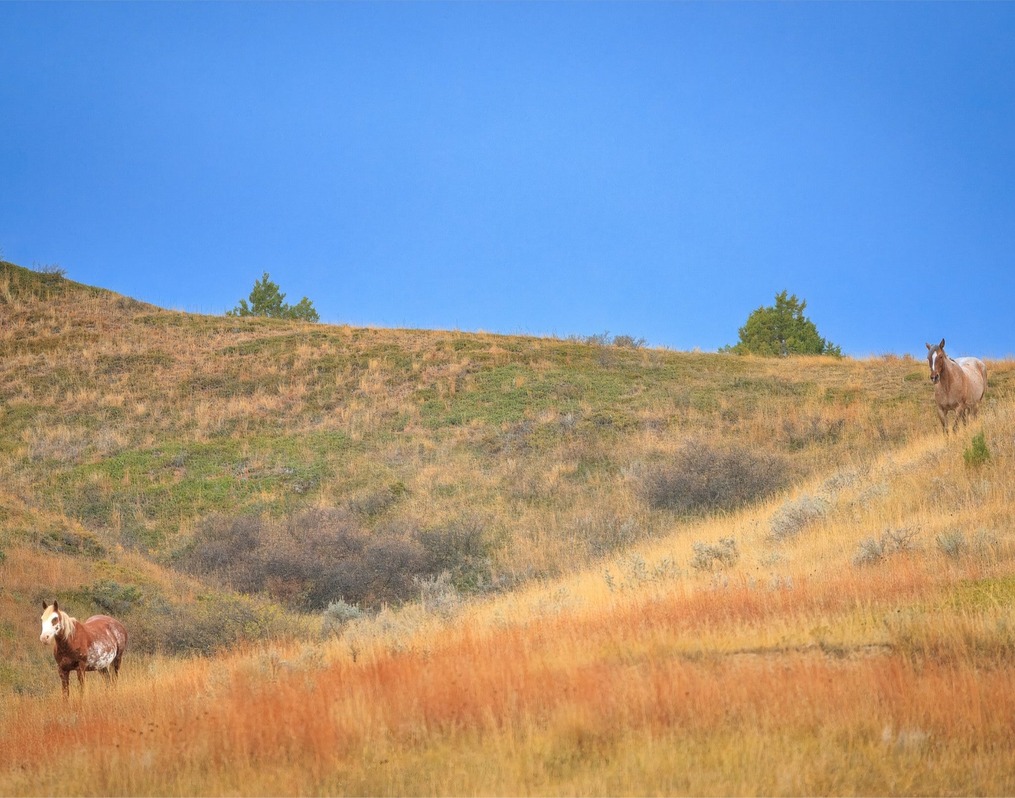 Untamed Spirits | North Dakota Wild Horses | Fine Art Print