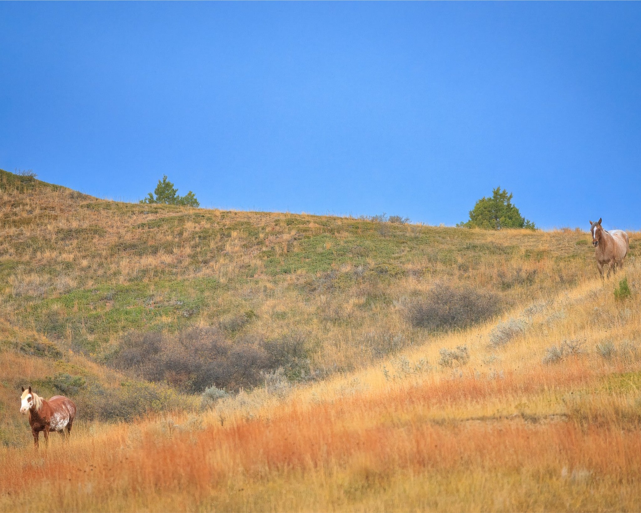 Untamed Spirits | North Dakota Wild Horses | Fine Art Print