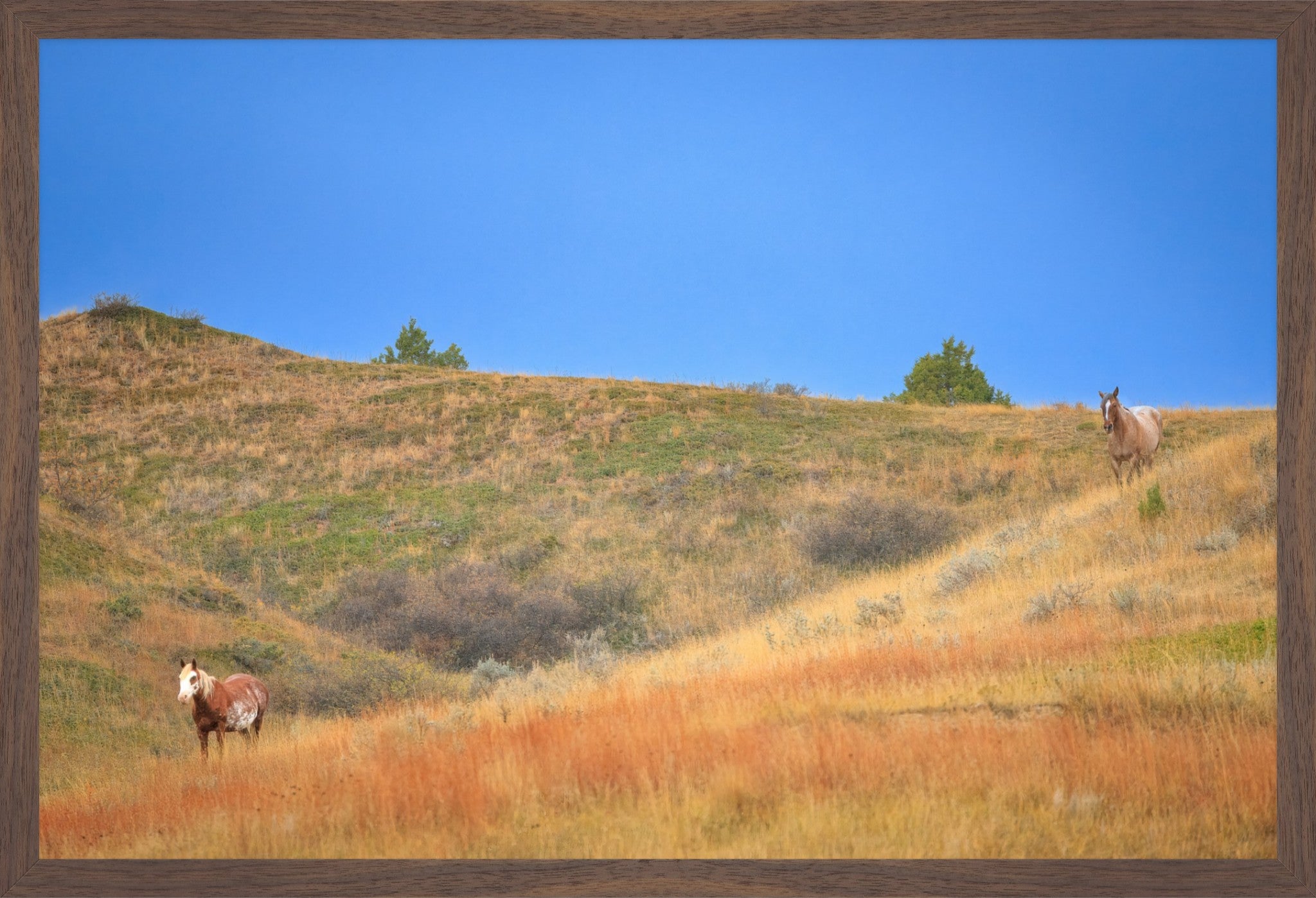 Untamed Spirits | North Dakota Wild Horses | Fine Art Print