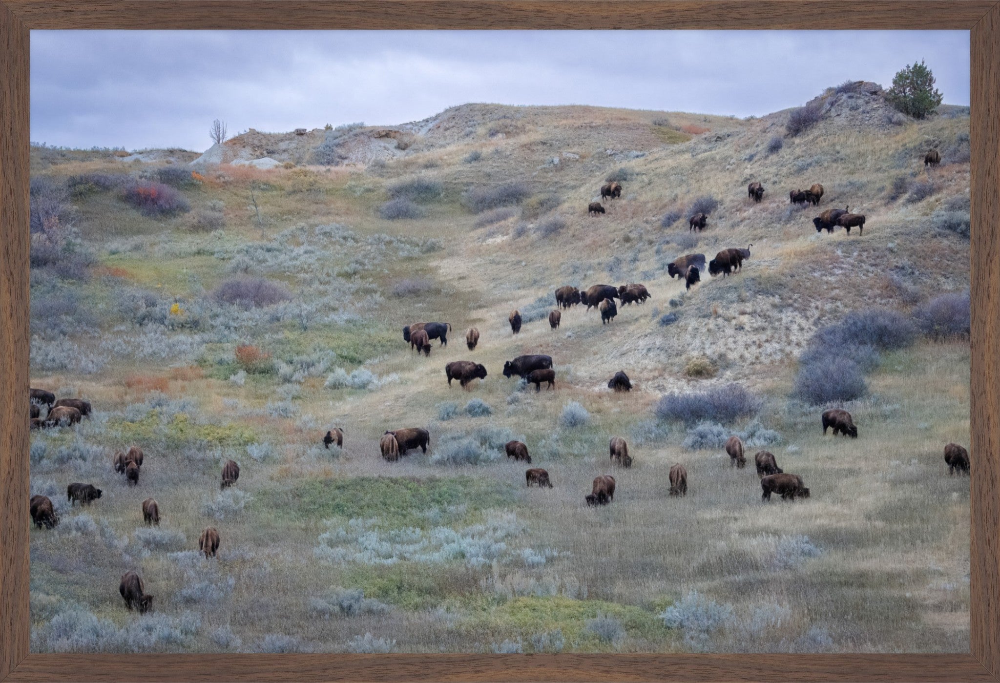 Sage & Violet Hills – Wild Bison Fine Art Print