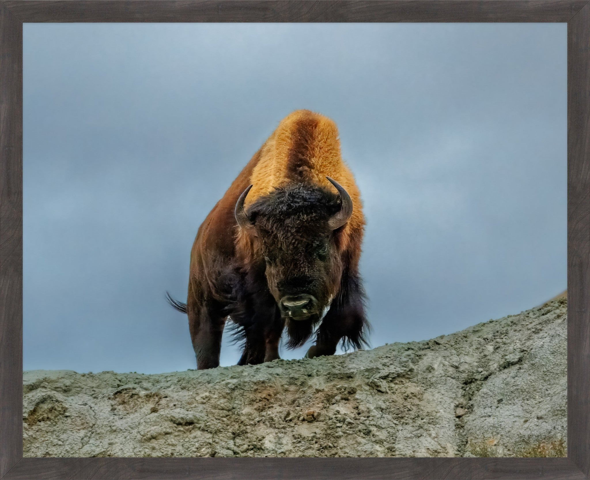 Framed wall art featuring a bison standing on a rocky ledge against a cloudy gray sky, with a dark wood frame visible around the print.