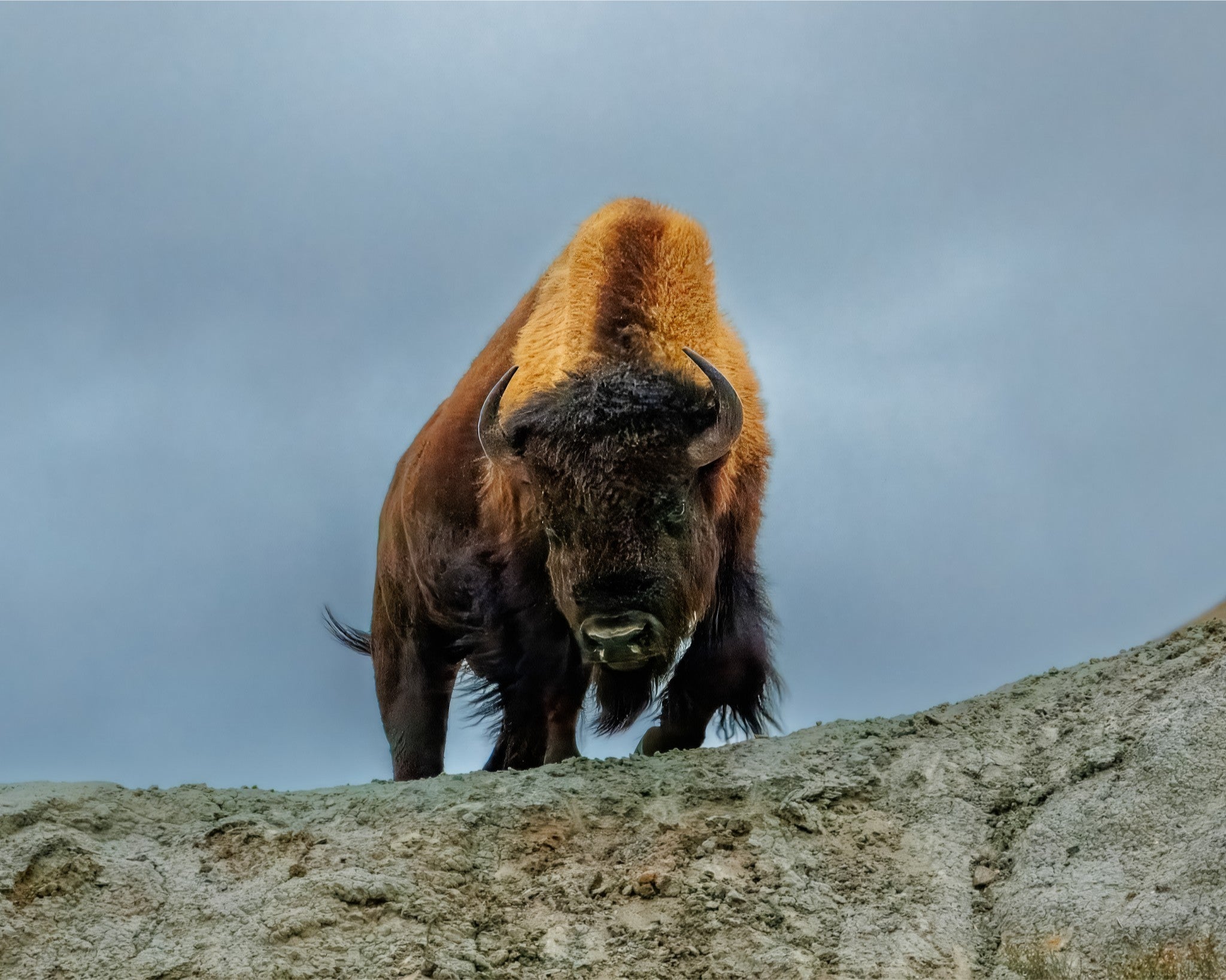 Bison standing on a rocky outcrop with a cloudy sky background