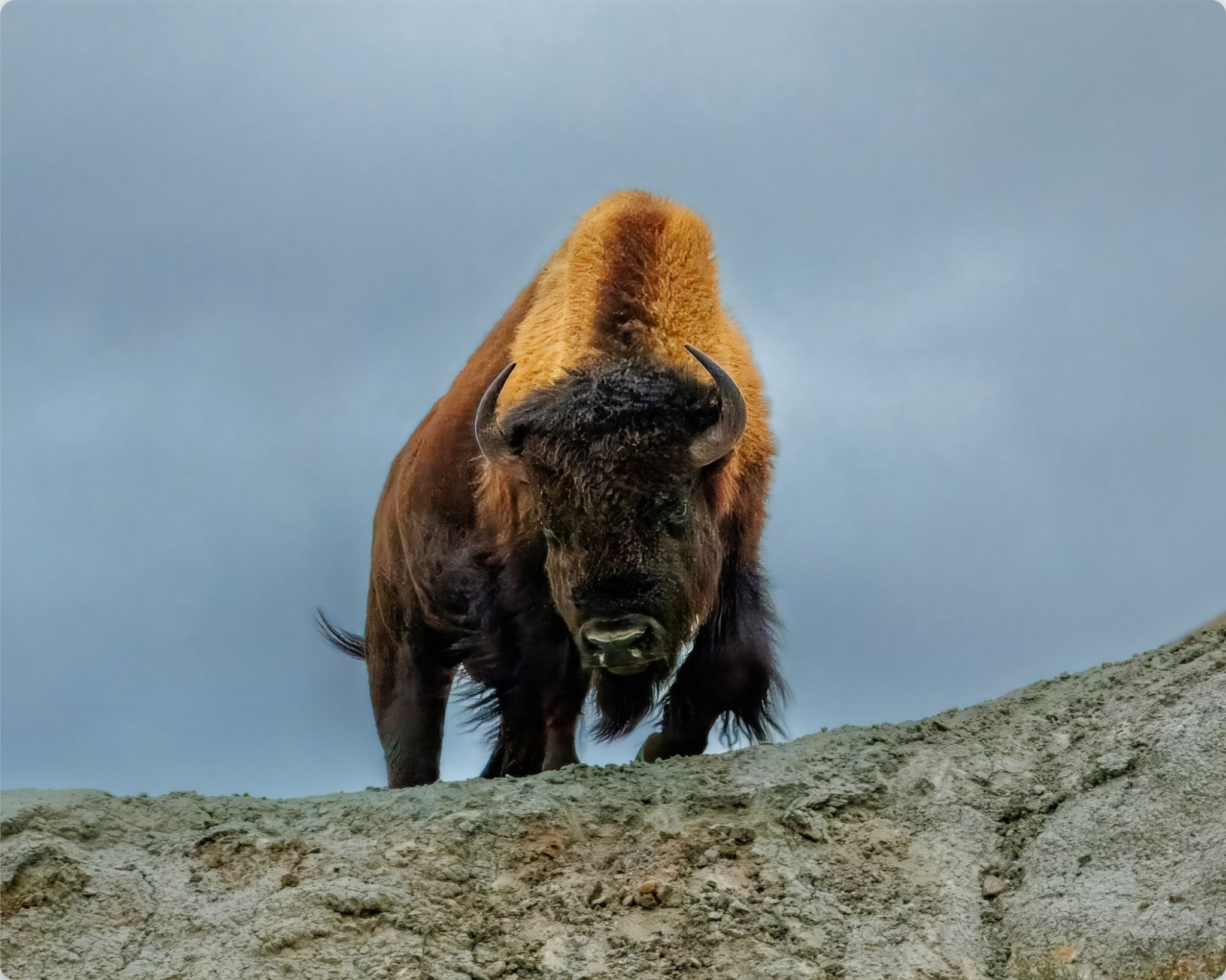 Bison standing on a rocky outcrop with a cloudy sky in the background