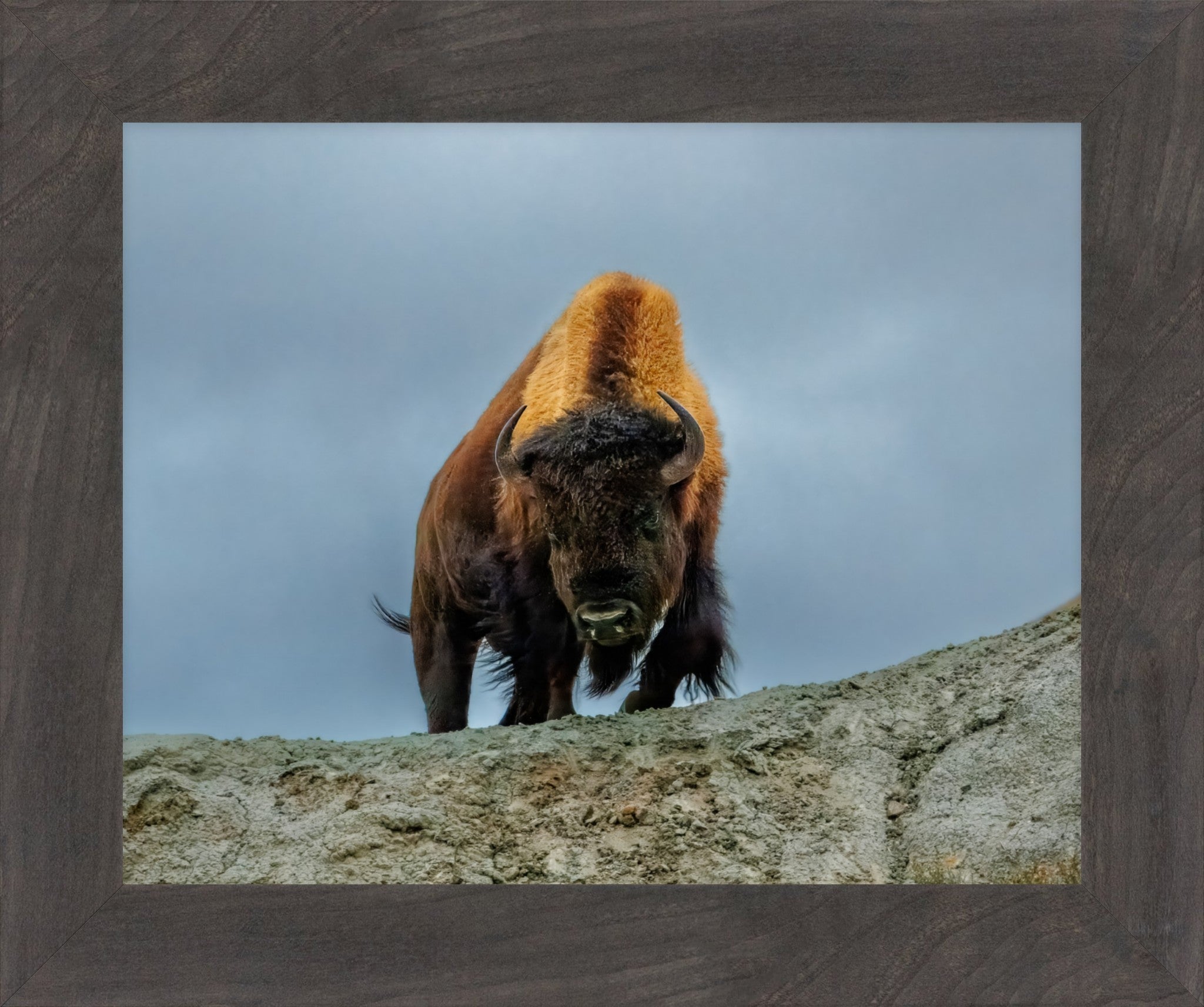 A framed photographic print of a bison standing on a rocky outcrop under a cloudy sky, enclosed in a dark wood frame.