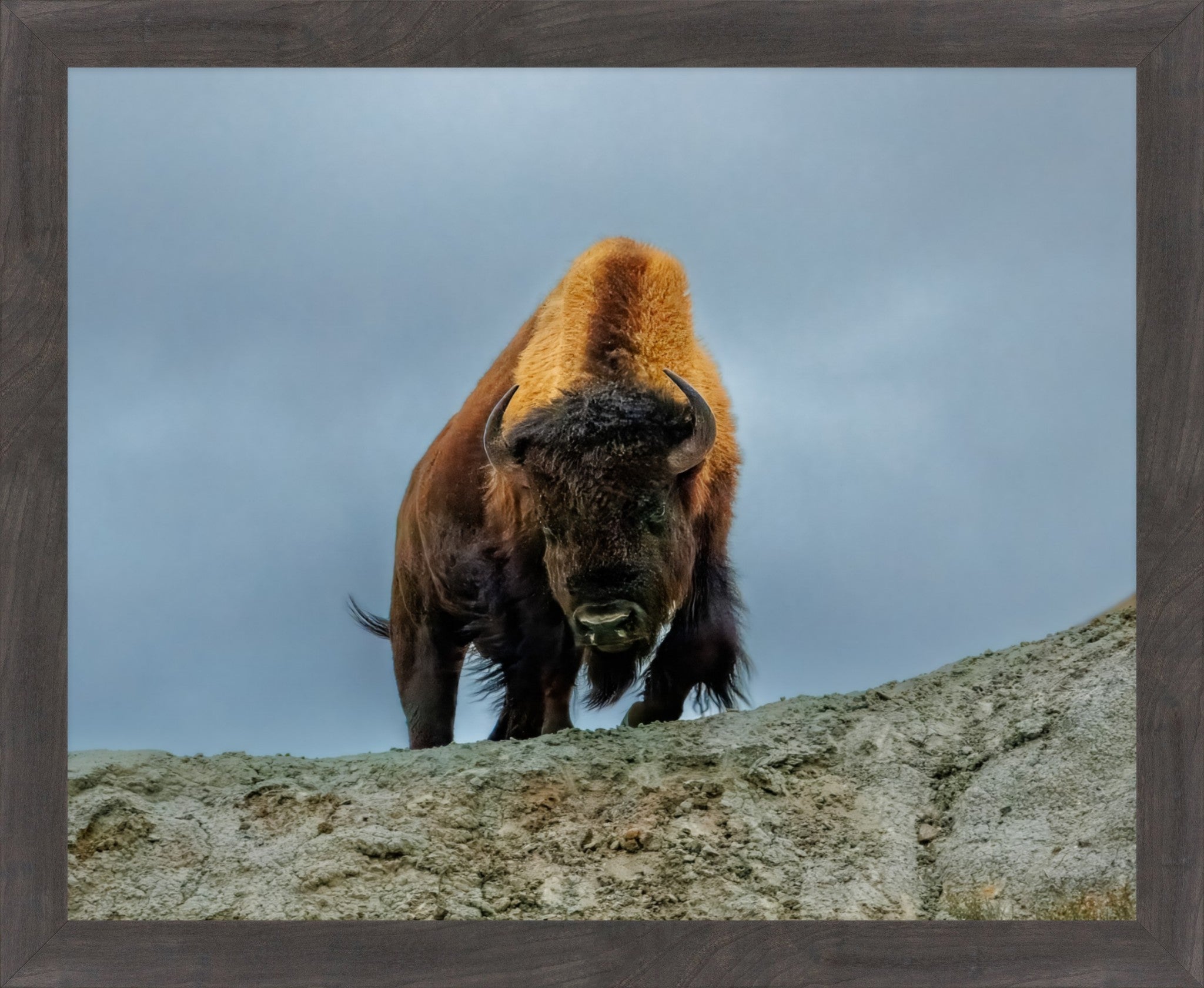 A framed photographic print depicting a brown bison standing on a rocky ledge against a cloudy gray sky.