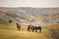 Three horses standing on a grassy hill with a scenic background