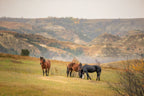 Three horses standing on a grassy hill with a scenic background