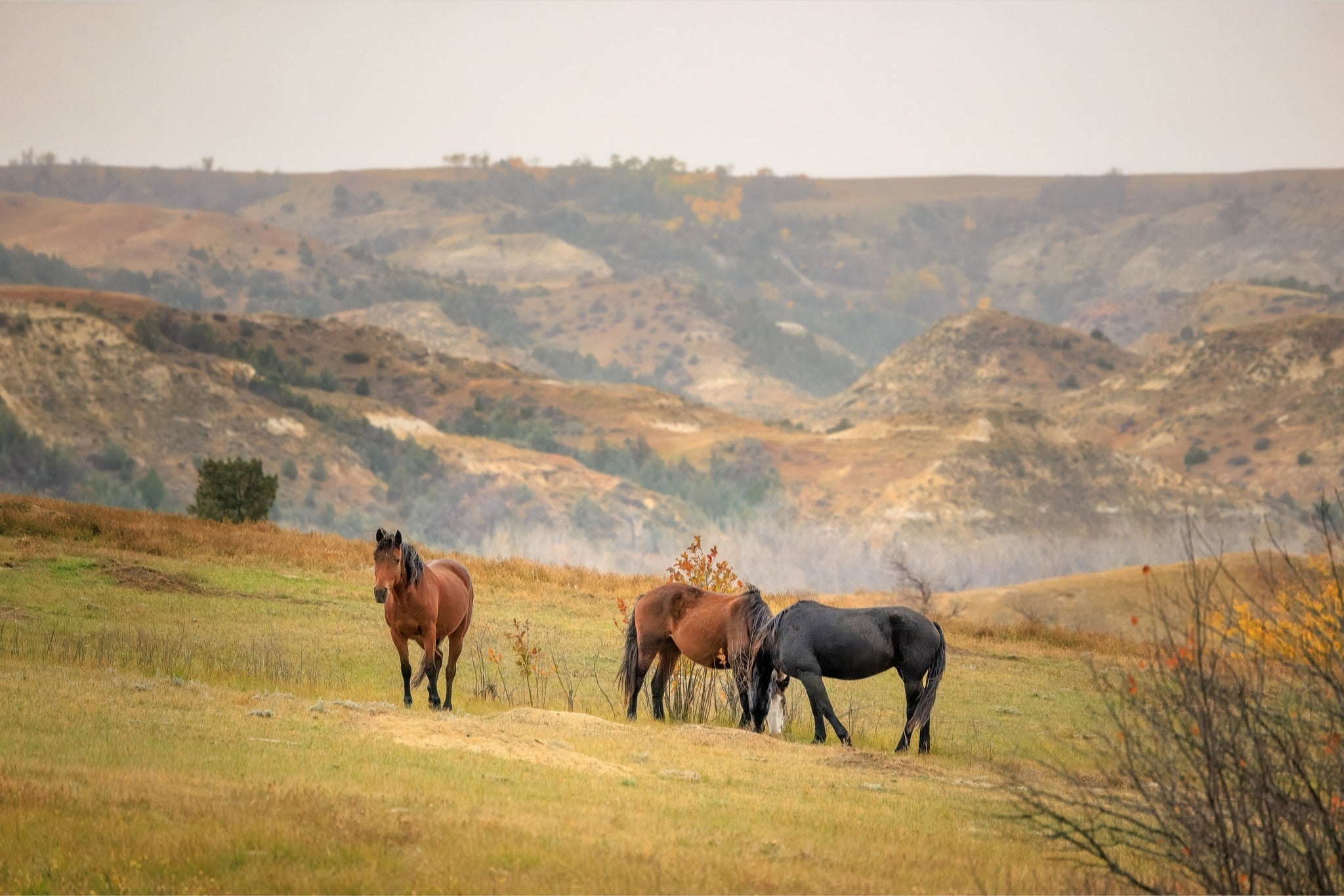Three horses standing on a grassy hill with a scenic background