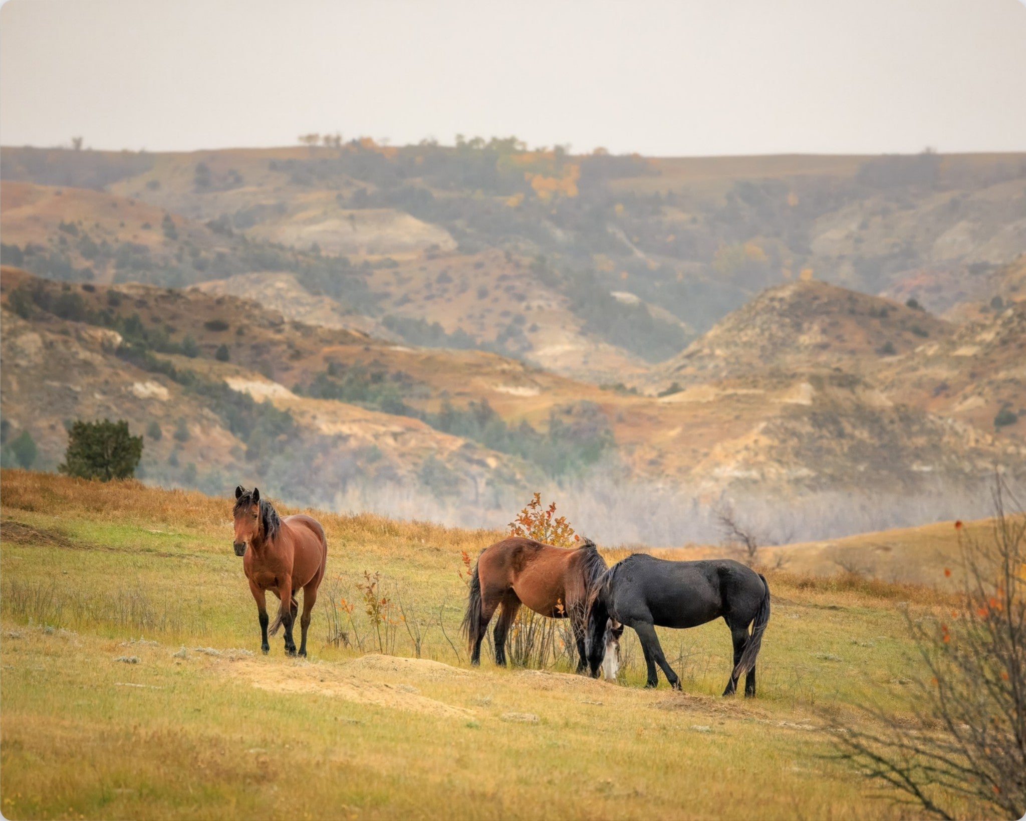 Three horses standing in a grassy field with hills in the background