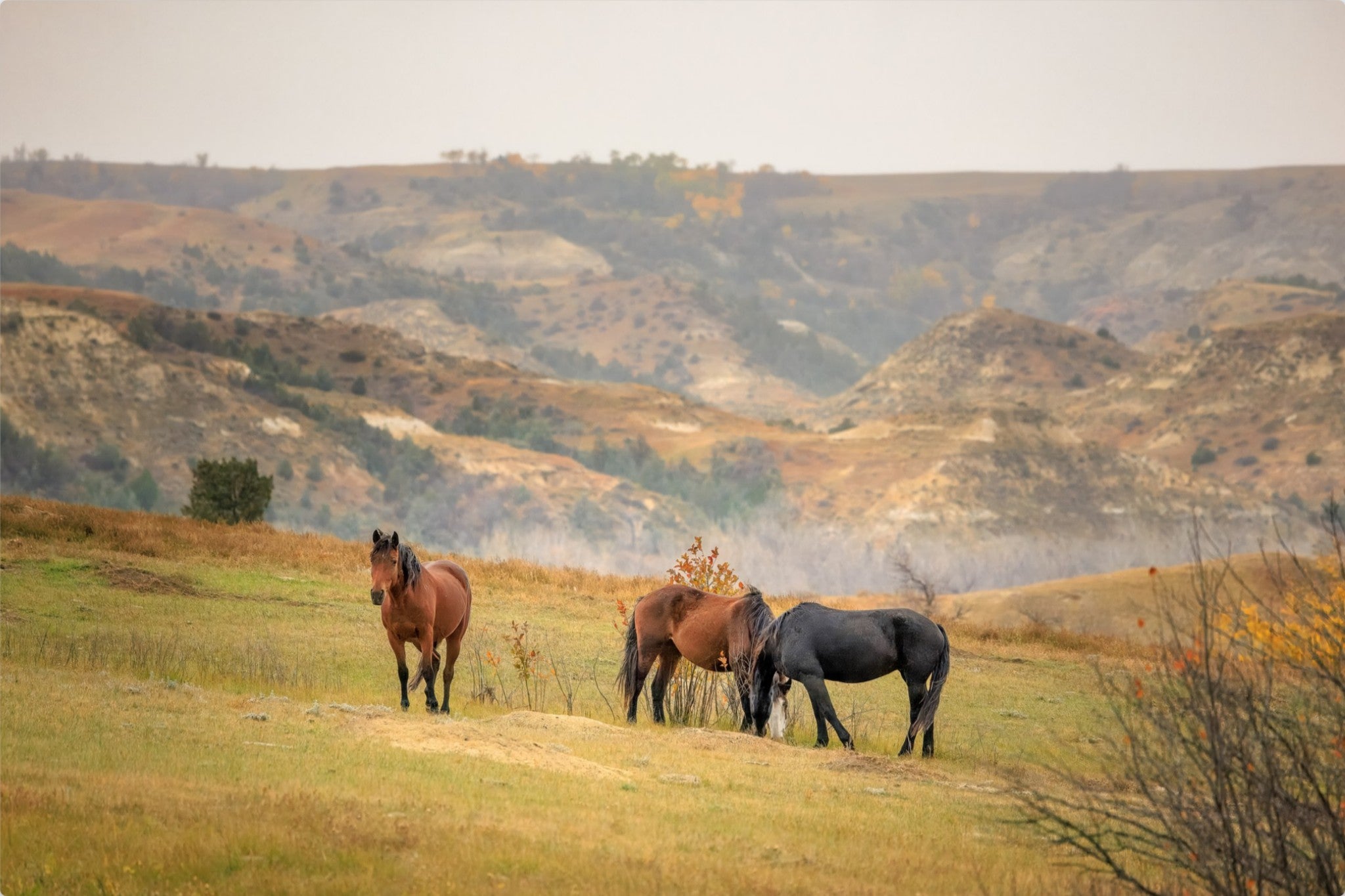 Three horses standing on a grassy hill with rolling hills in the background