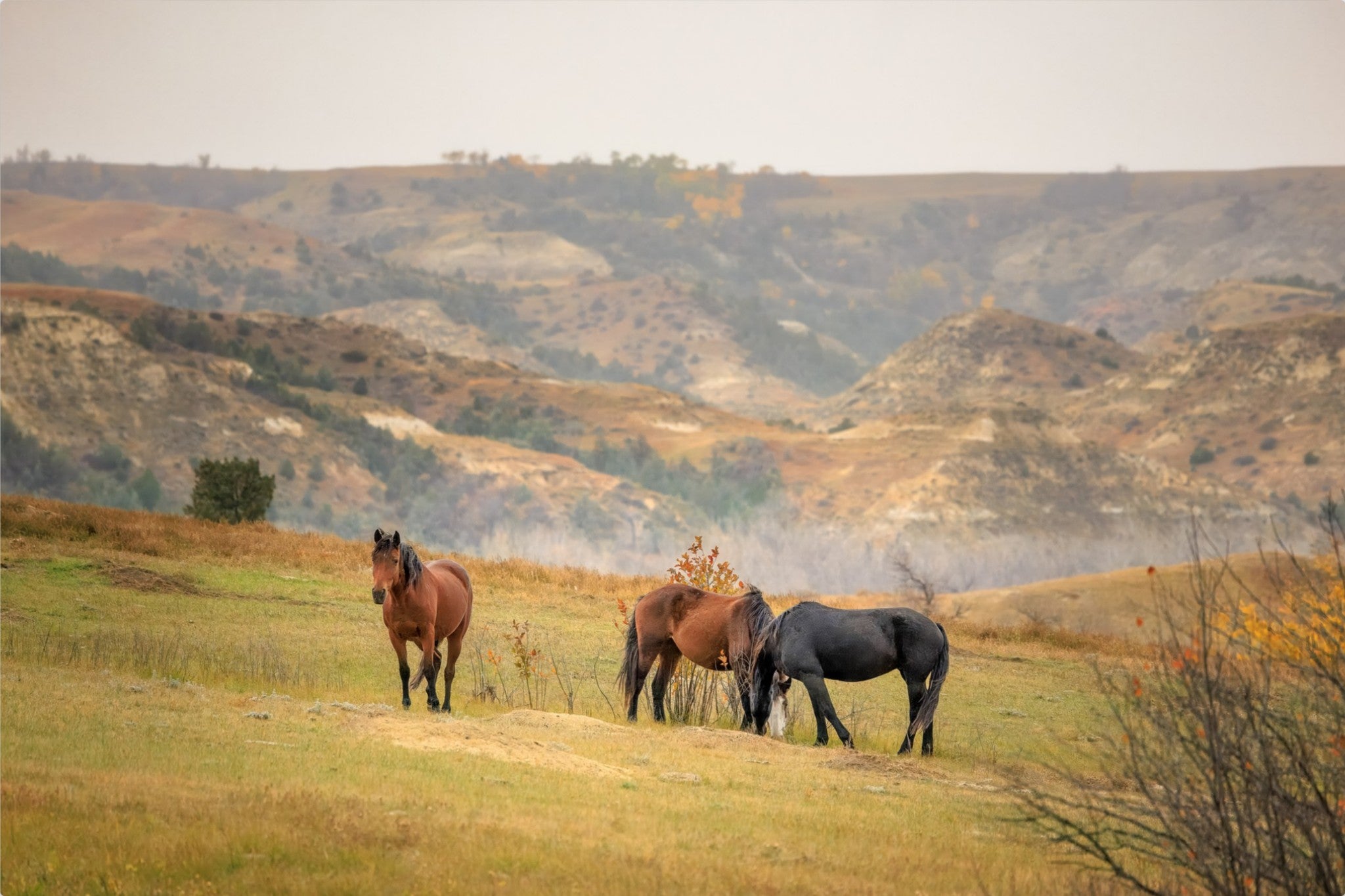 Three horses standing on a grassy hill with rolling hills in the background