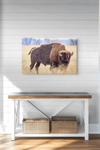 A rectangular wall art print showing a bison standing in a dry grass field, displayed above a white bench with a wood top in a bright interior setting.