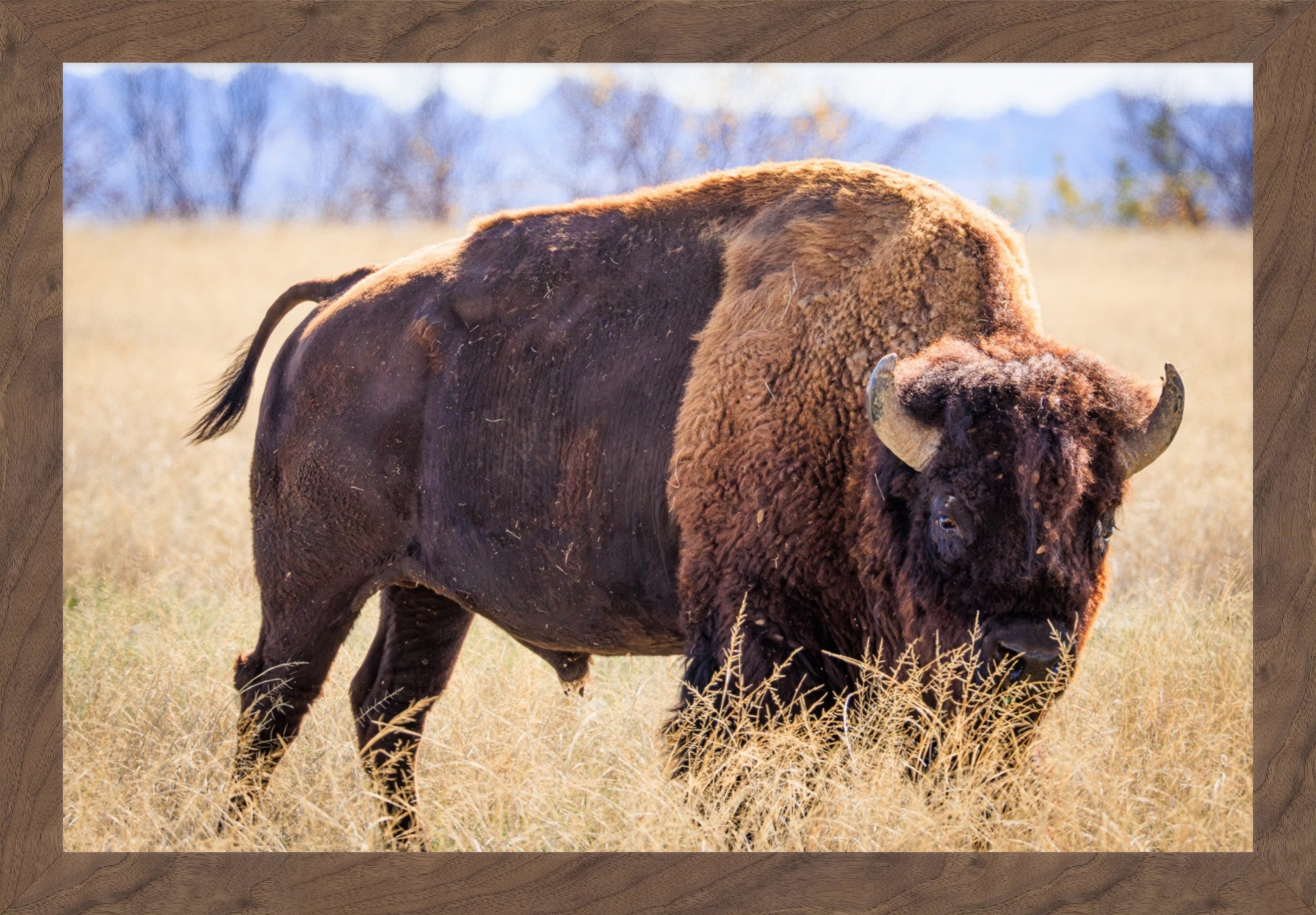 A framed photographic print of a bison standing in a dry grassy field with blurred mountains in the background, set within a brown wood-grain frame.