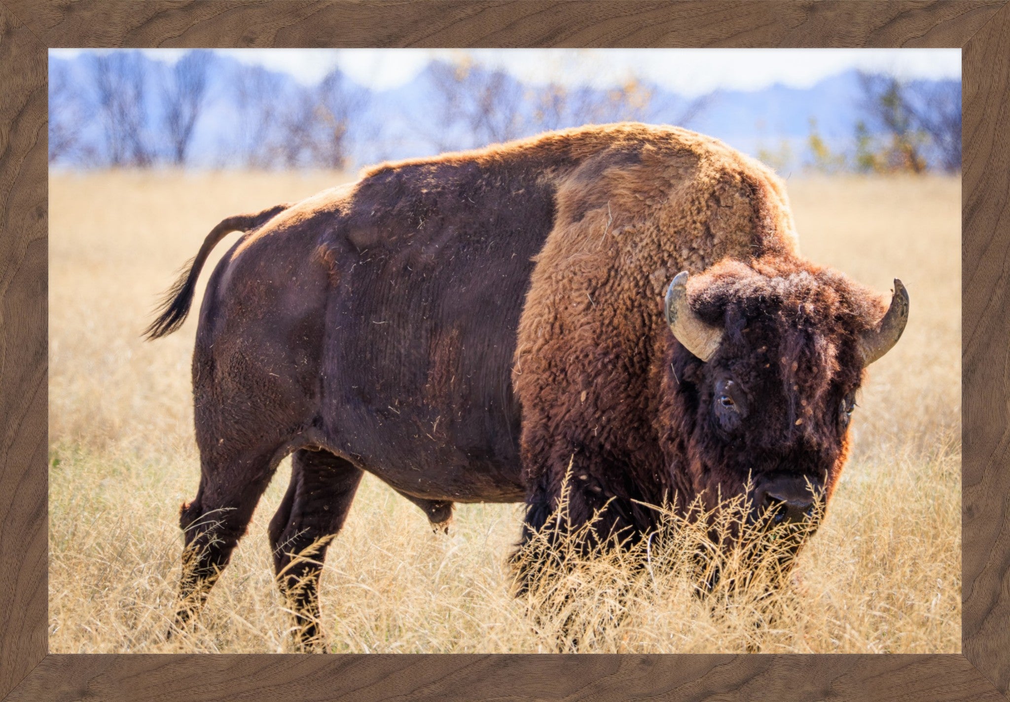 A framed-style print or photo showing a large bison standing in dry yellow grass with blurred trees and mountains in the background.