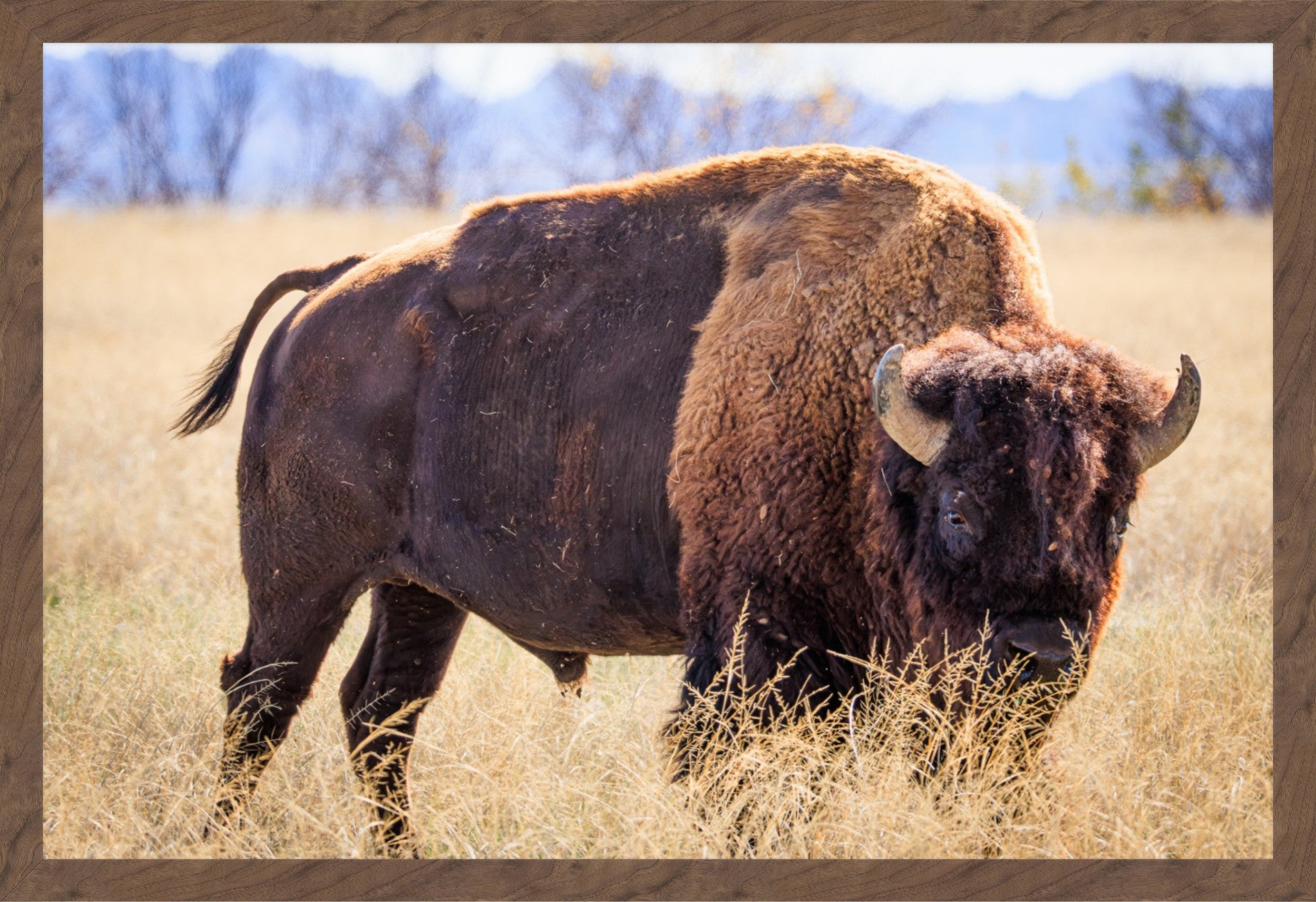 A large bison standing in a dry grassy field with blurred mountains in the background, presented within a brown textured border.