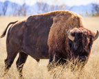 Bison standing in a field with a blurred background