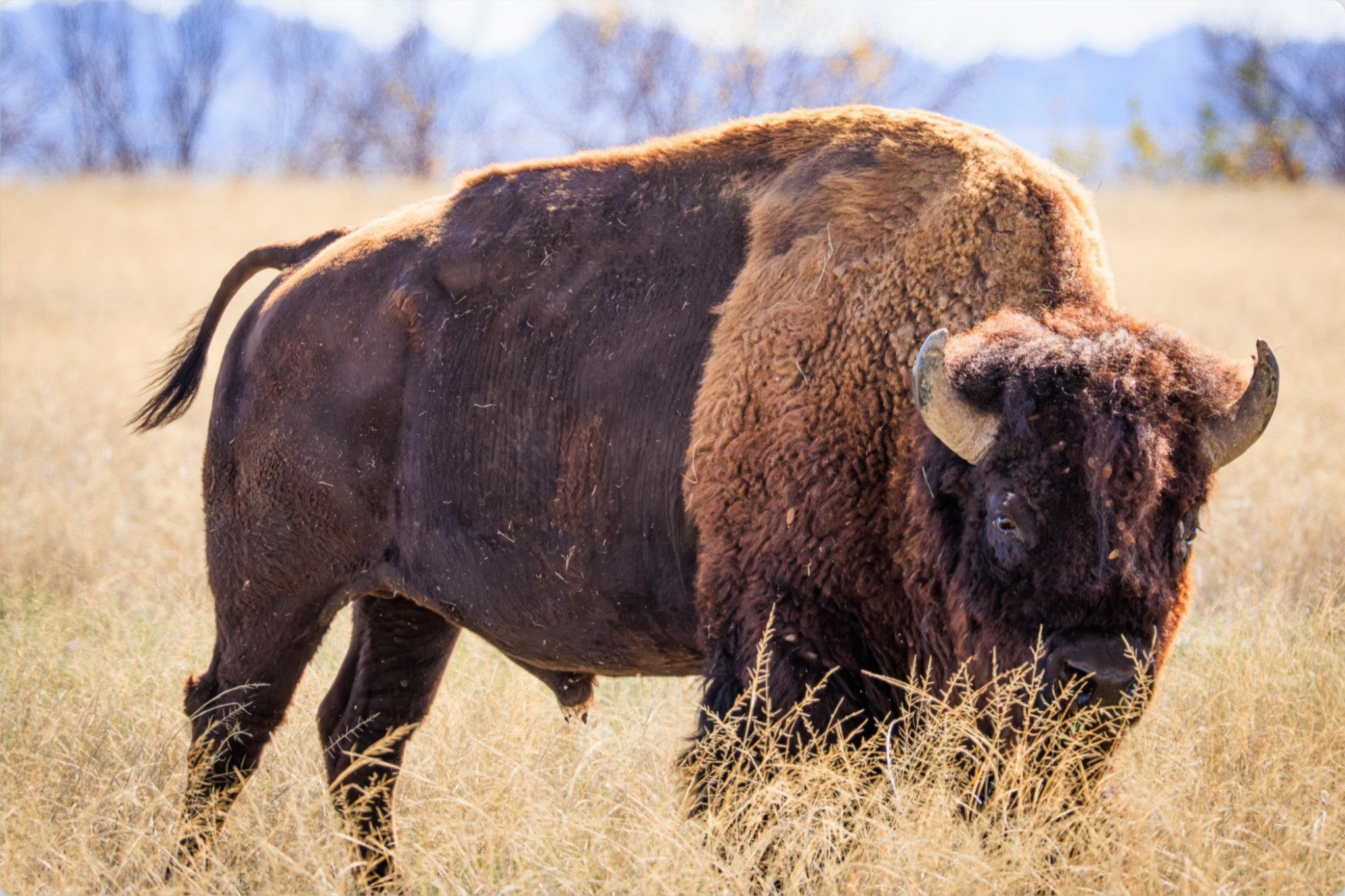 A large bison standing in a dry grassy field with blurred trees and mountains in the background.