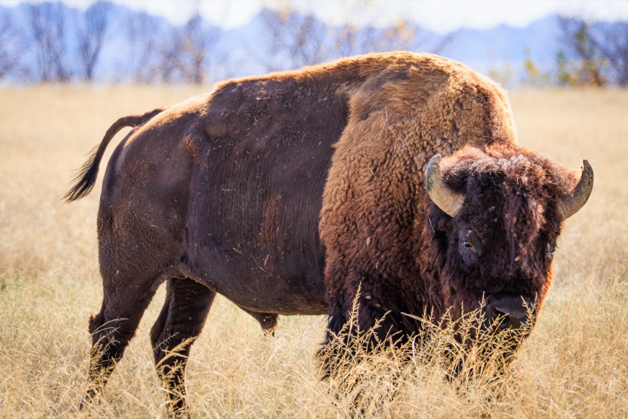 Bison standing in a field with a blurred natural background