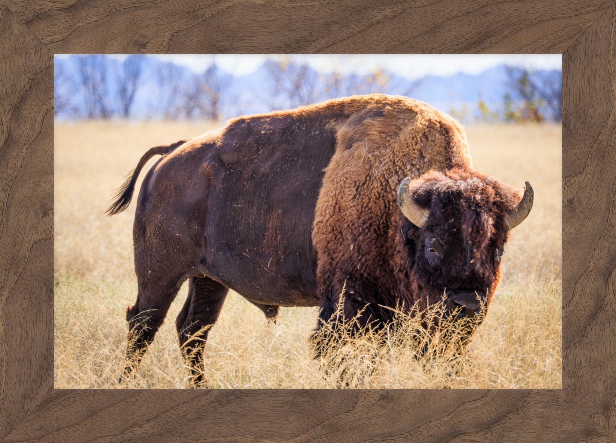 A framed photographic print of a bison standing in a dry grassy field with mountains in the background, set within a thick brown wood-grain frame.