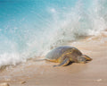Sea turtle on a sandy beach with waves crashing around it