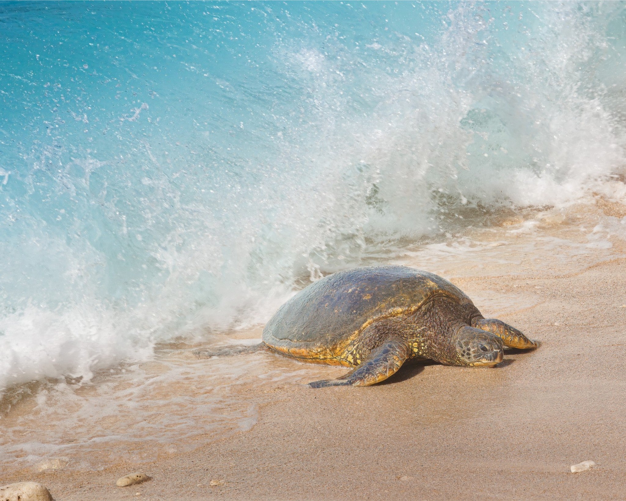 Sea turtle on a sandy beach with waves crashing around it