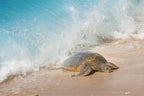Turtle on a beach with waves crashing around it