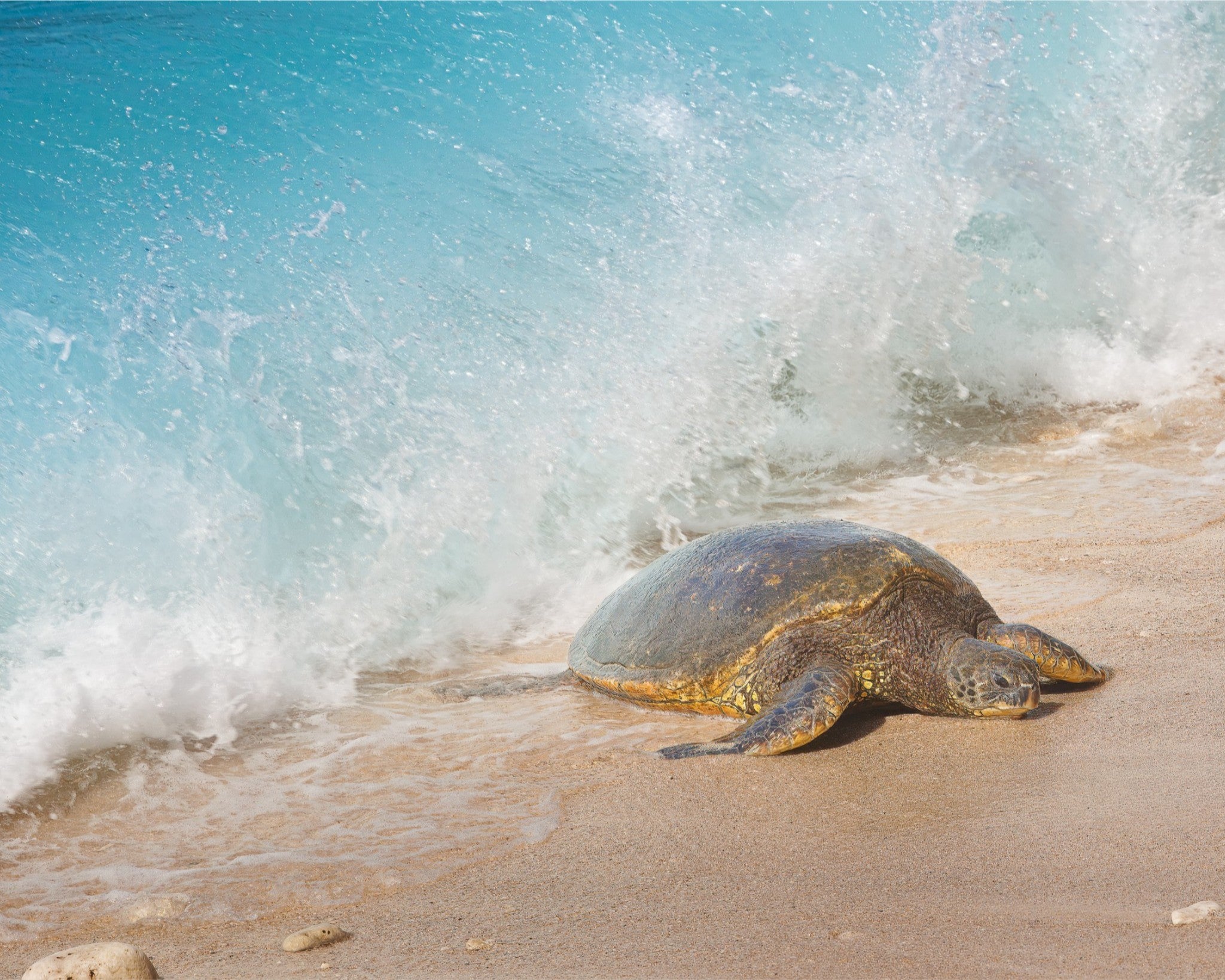 A sea turtle on a sandy beach with turquoise ocean waves crashing behind it.