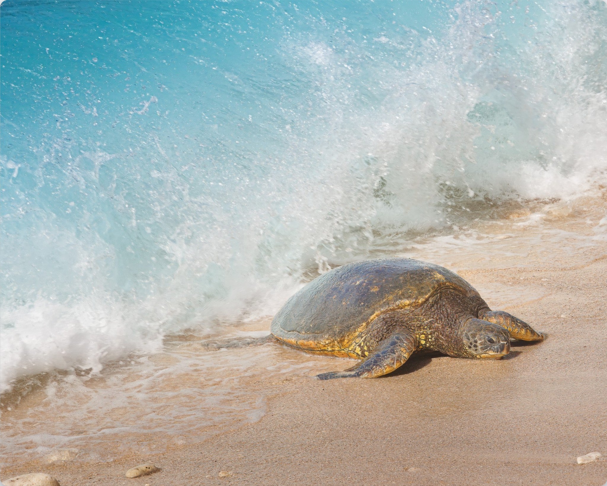 A sea turtle resting on a sandy beach as turquoise ocean waves crash behind it.