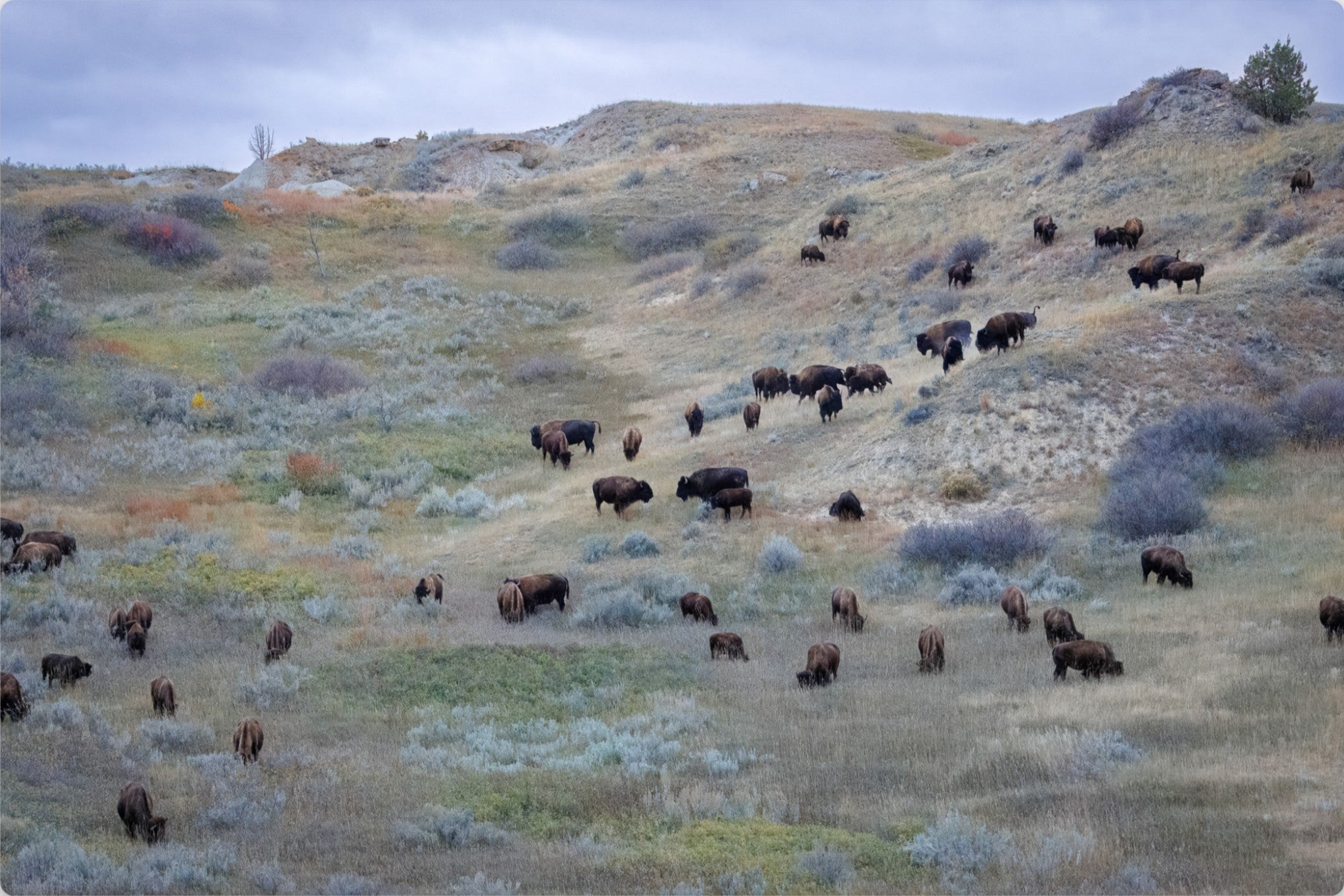 A herd of bison grazing across a dry, grassy hillside under an overcast sky.