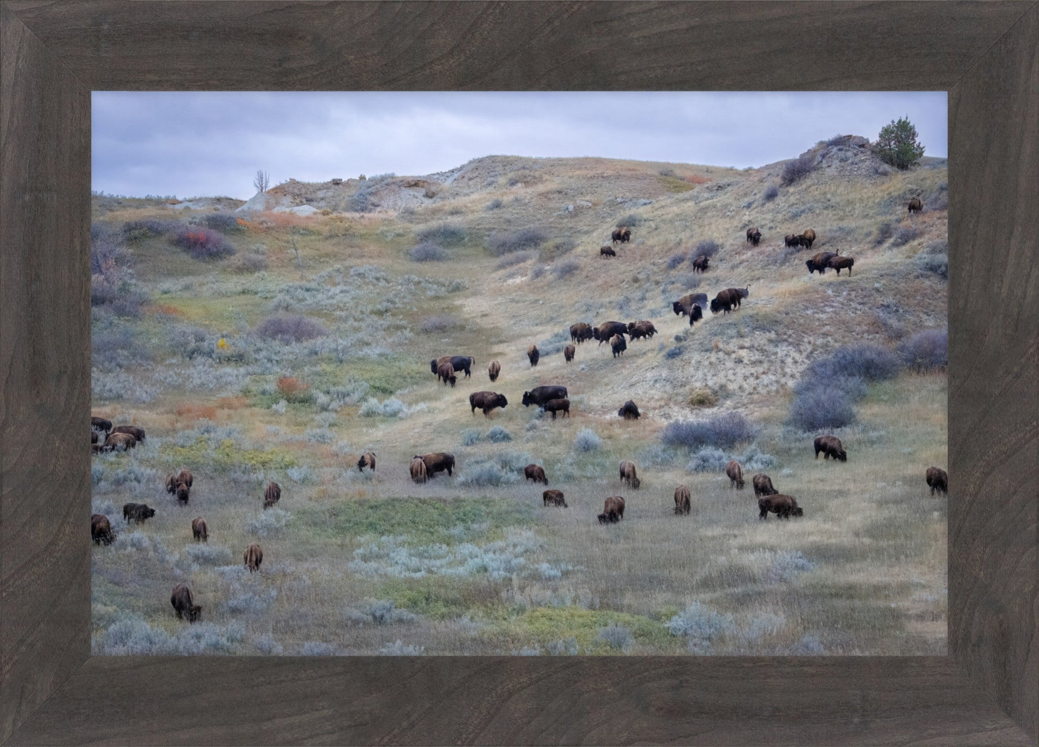 Framed landscape photograph of a herd of bison grazing on a grassy hillside under an overcast sky, enclosed in a rustic dark wood frame.