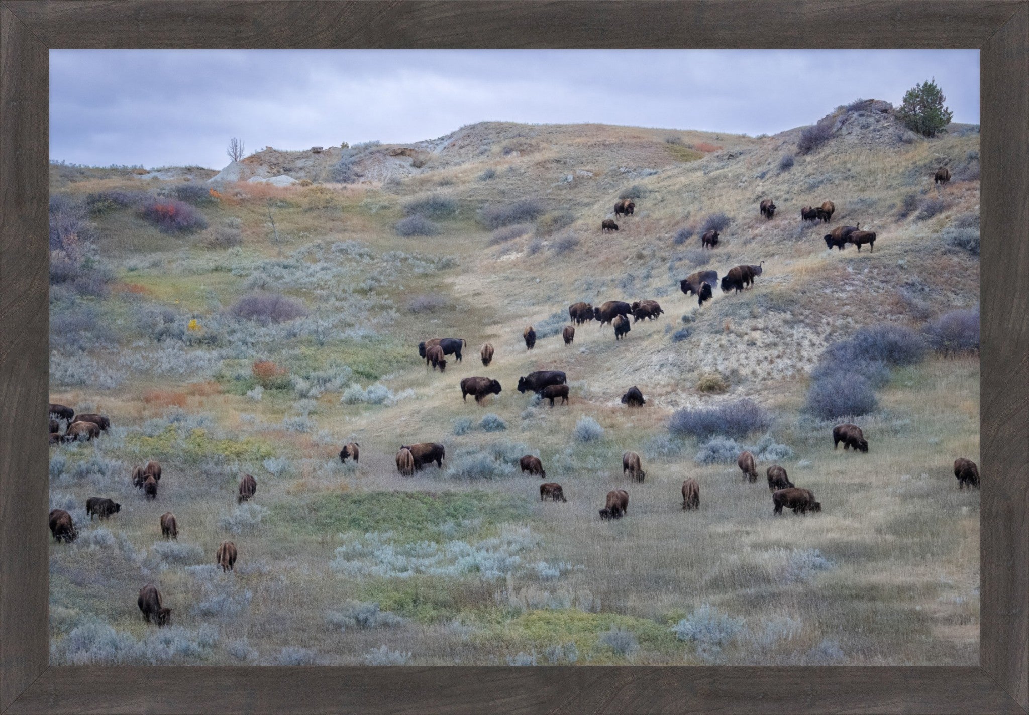 Framed landscape photograph of a herd of bison grazing on a grassy hillside under an overcast sky, enclosed in a rustic dark wood frame.