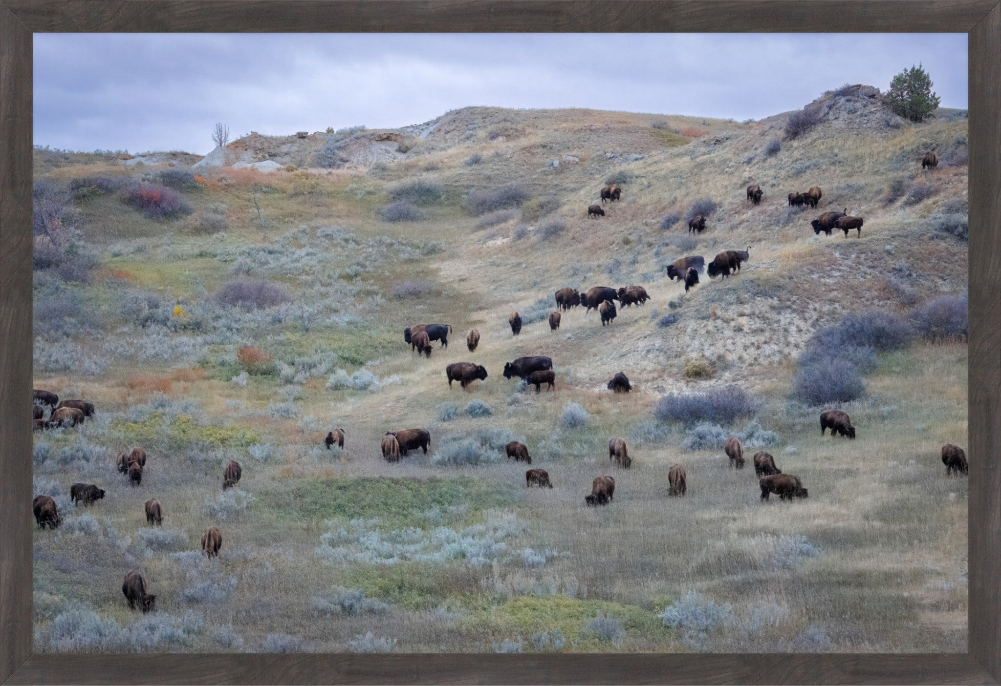 A framed landscape photograph depicting a herd of bison grazing on a grassy, brush-covered hillside under an overcast sky, enclosed in a dark brown textured frame.