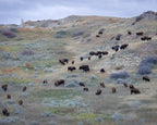Herd of bison grazing in a grassy field with hills in the background