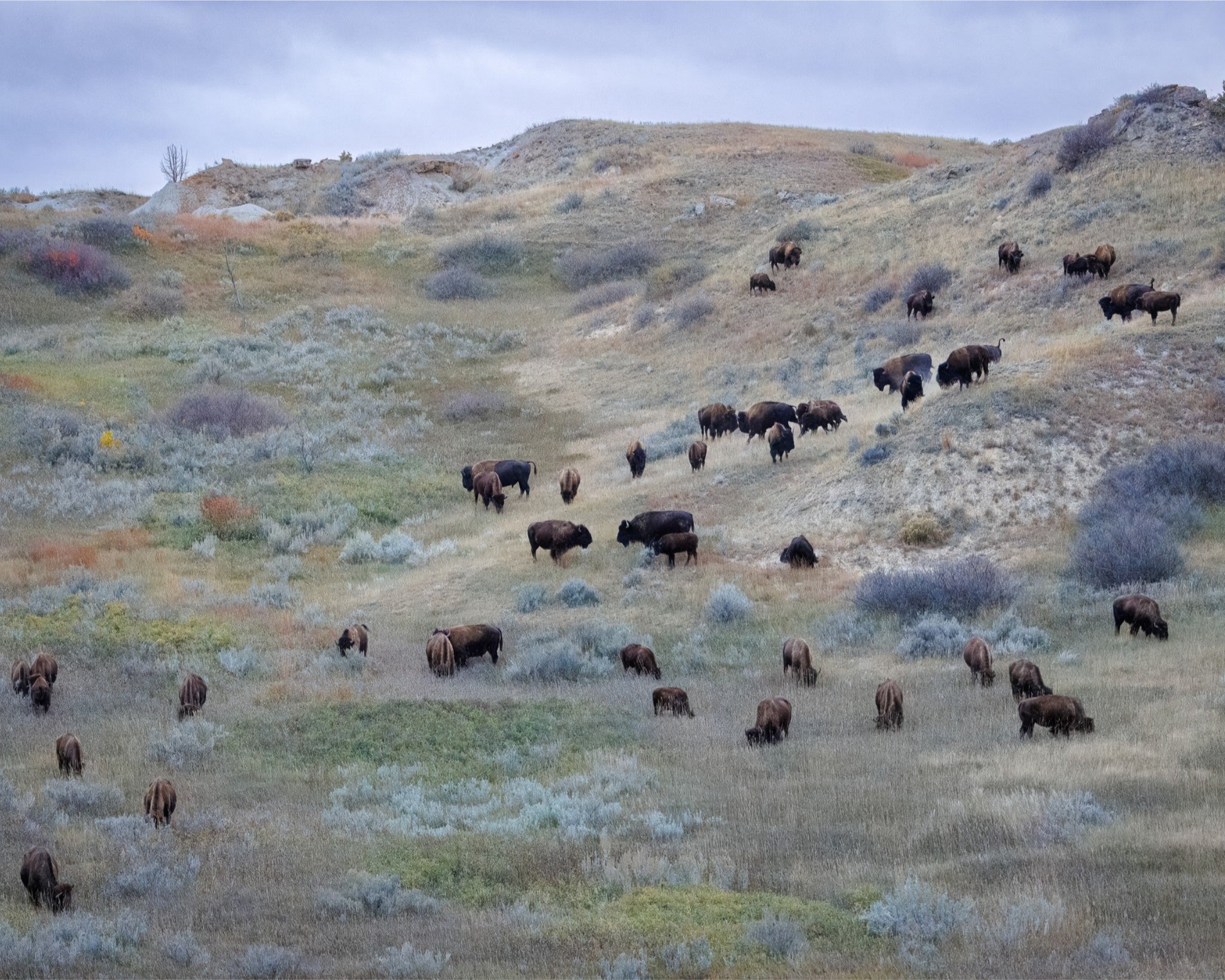 Herd of bison grazing in a grassy field with hills in the background