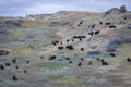 Herd of bison grazing on a grassy hillside with a cloudy sky.
