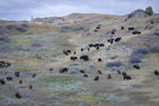 Herd of bison grazing on a grassy hillside with a cloudy sky.